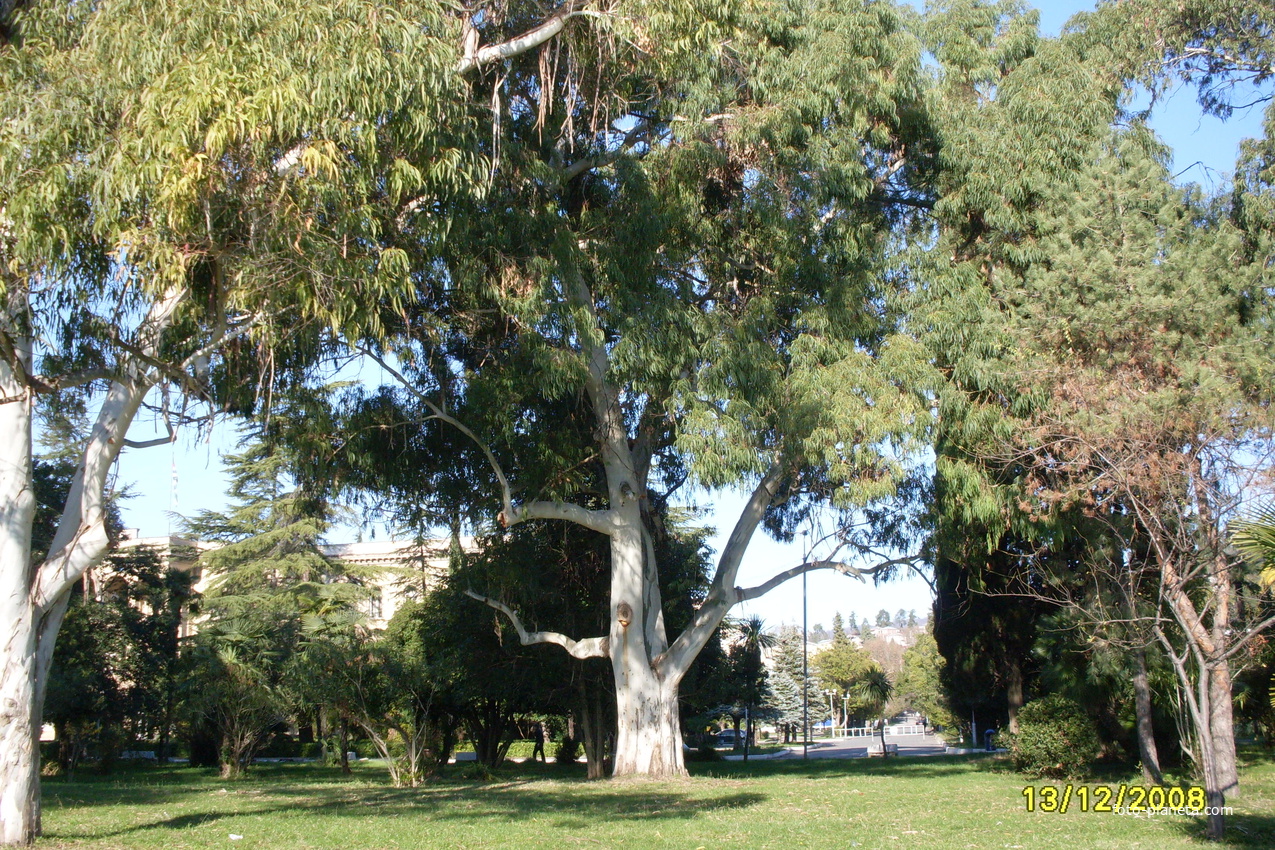 Эвкалипт дерево Абхазия Сухум