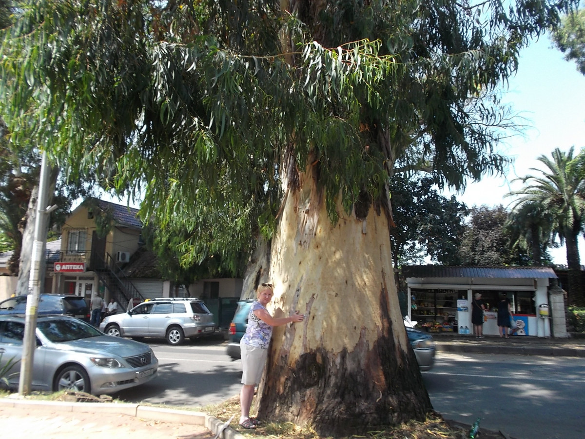 Эвкалипт дерево Абхазия Сухум