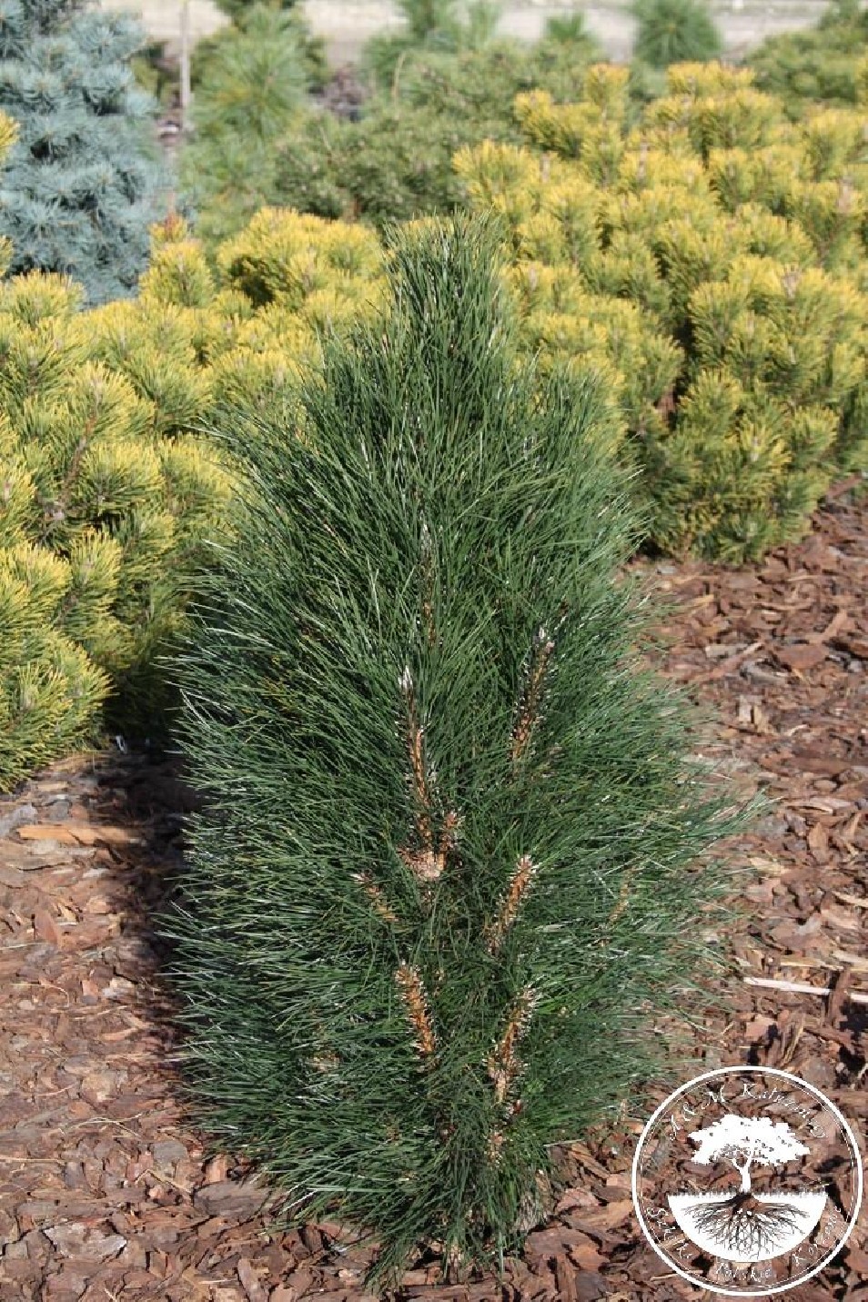 Сосна Pinus nigra. Spielberg