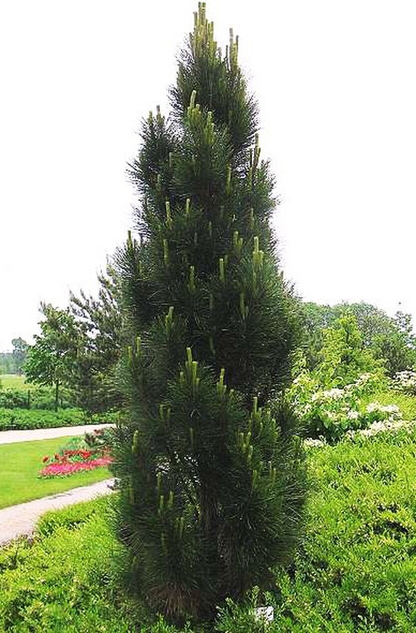 Pinus nigra 'molette'