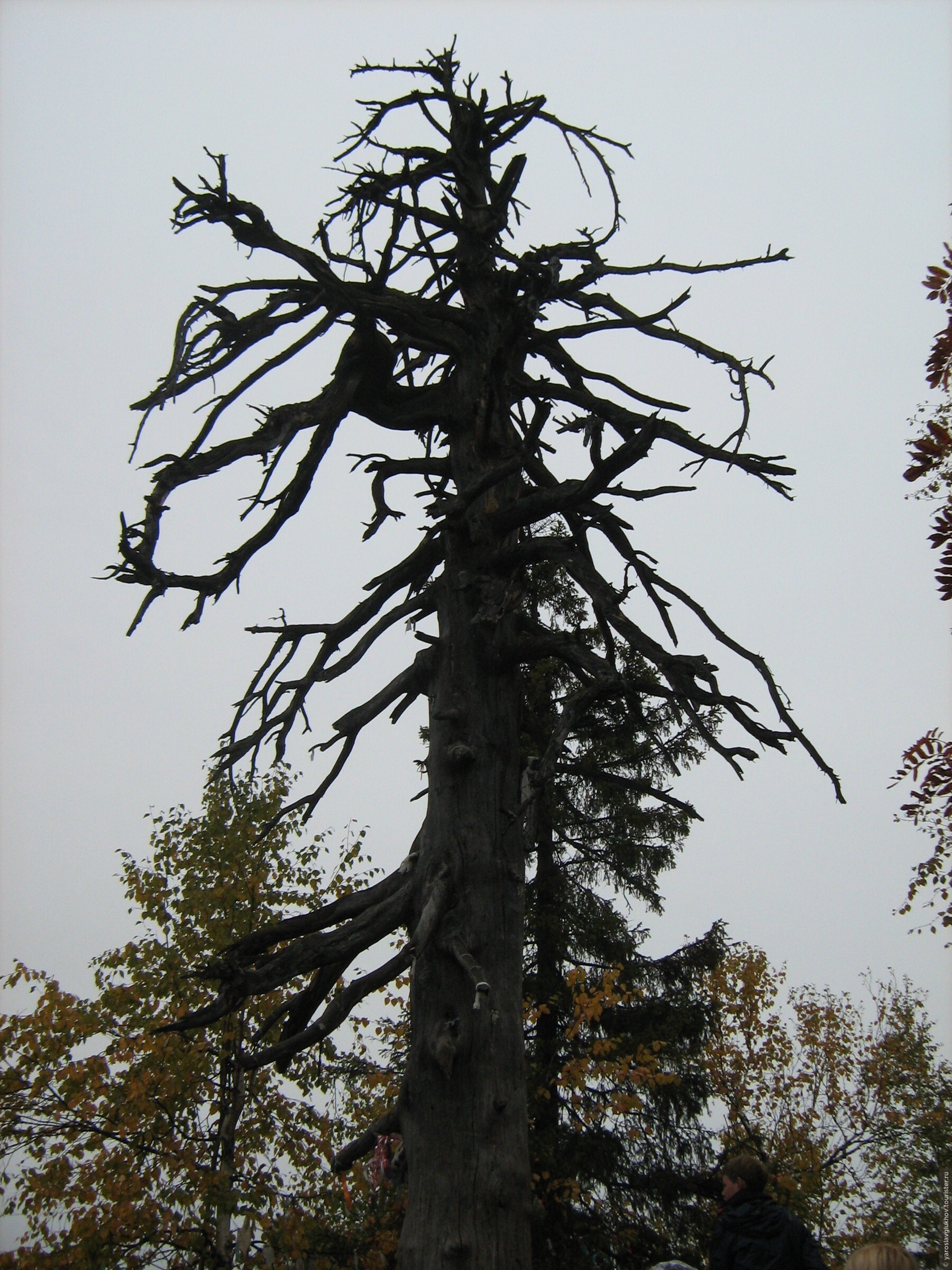 Чертово дерево в Игринском районе