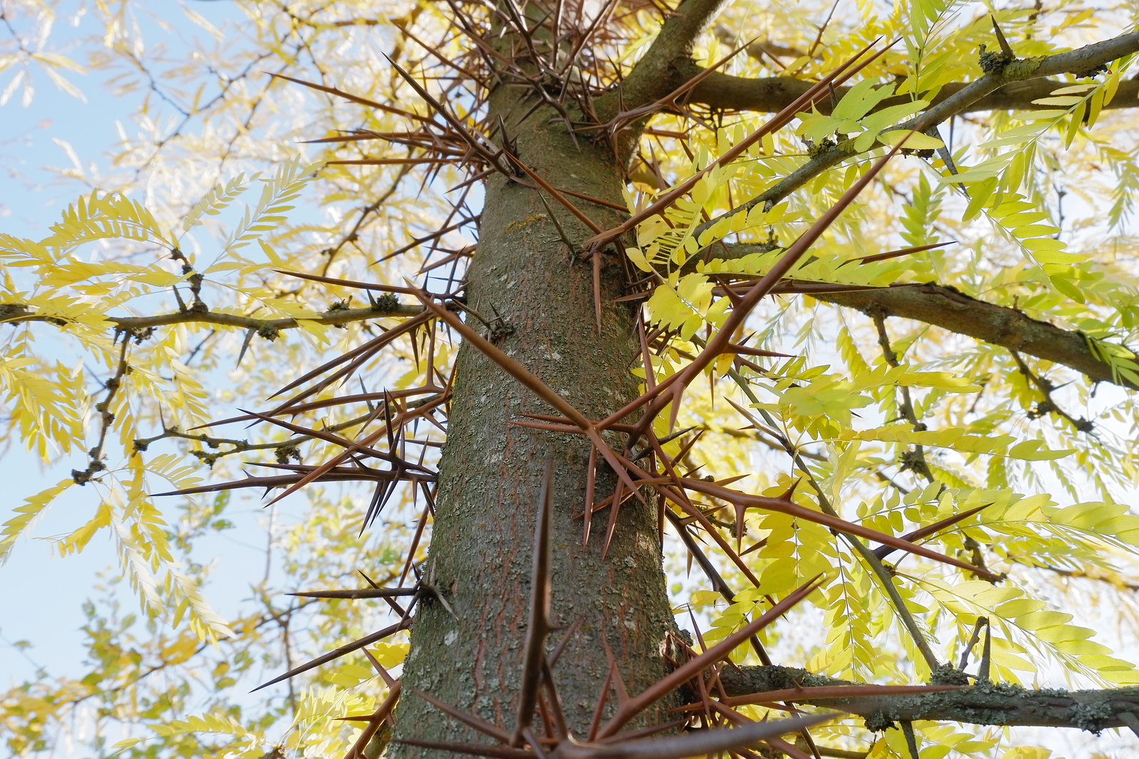 Дерево пелены. Гледичия трехколючковая Акация. Гледичия трехколючковая дерево. Гледичия обыкновенная (трехколючковая). Гледичия трёхколючковая (Gleditsia triacanthos).