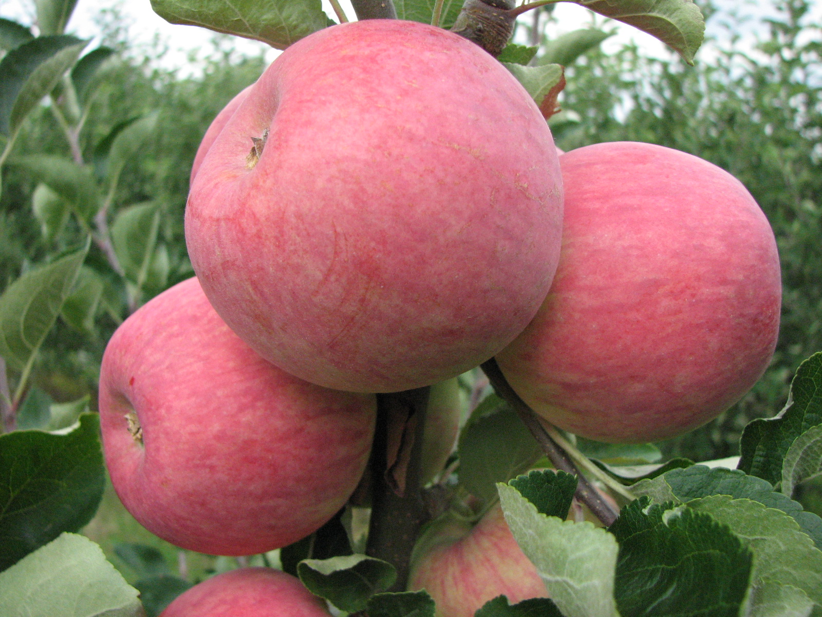 Сорт яблони Пирос
