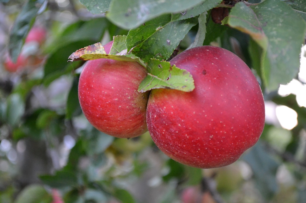 Яблоня Орлинка. Сорт яблок Пирос. Яблоки на ветке красные.