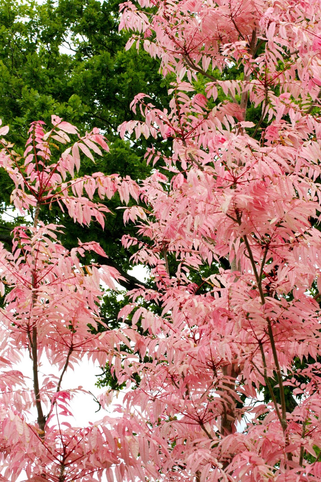 Деревья с розовыми листьями фото и названия
