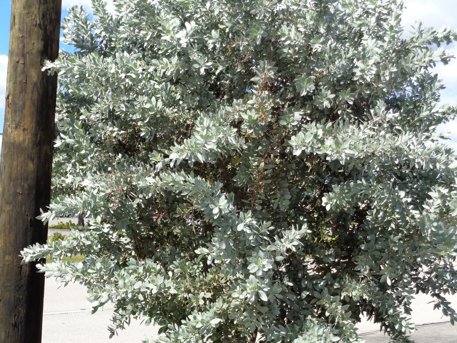 Дерево с серебристыми листьями
