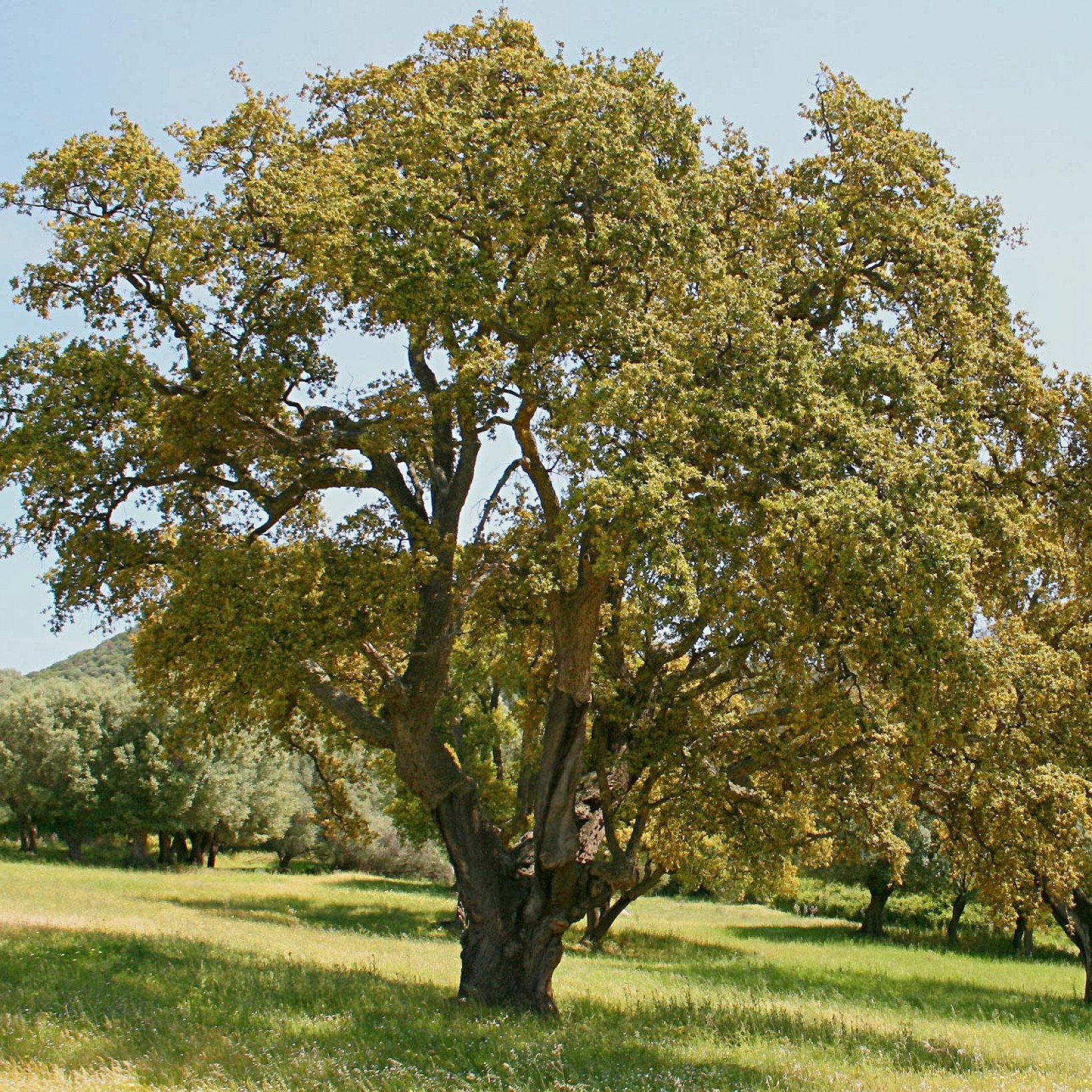 Фото пробковое дерево как выглядит