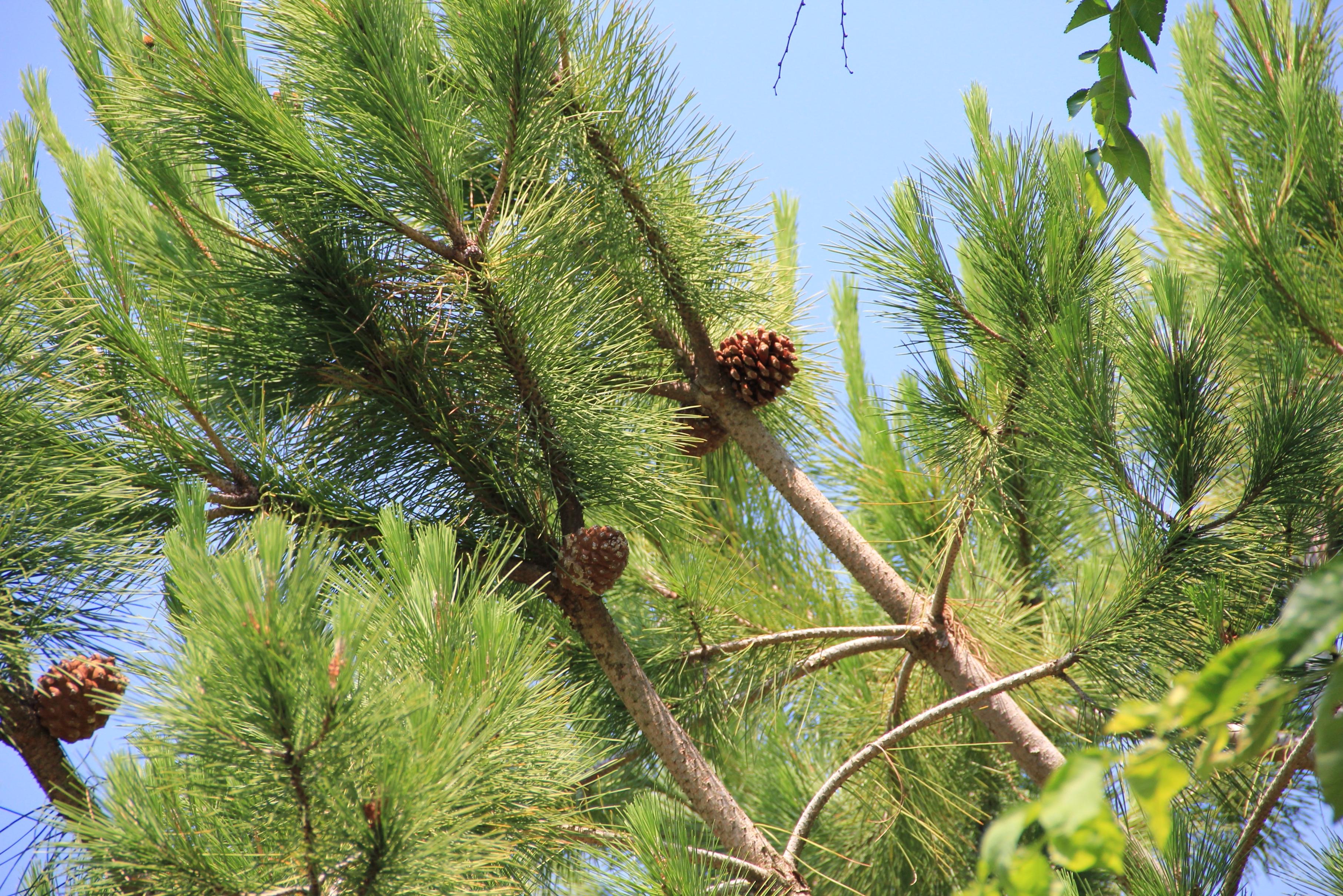 Гудящие сосны. Сосна итальянская Pinus pinea шишка. Хвоинки дерева сосна Кедровая. Сосна Банкса шишки. Сосны Муррея Карелия.