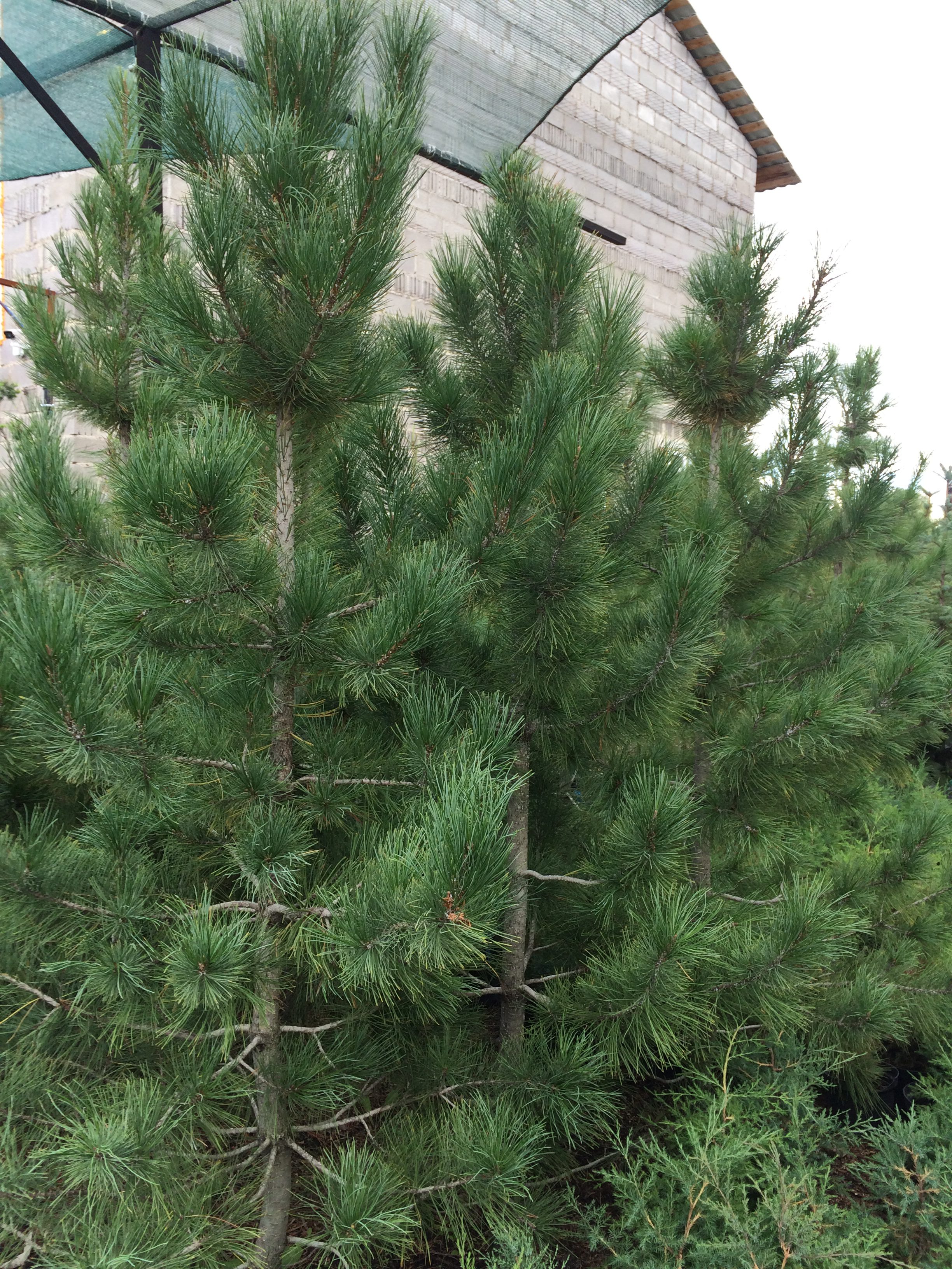 Сибирский кедр Pinus Cembra