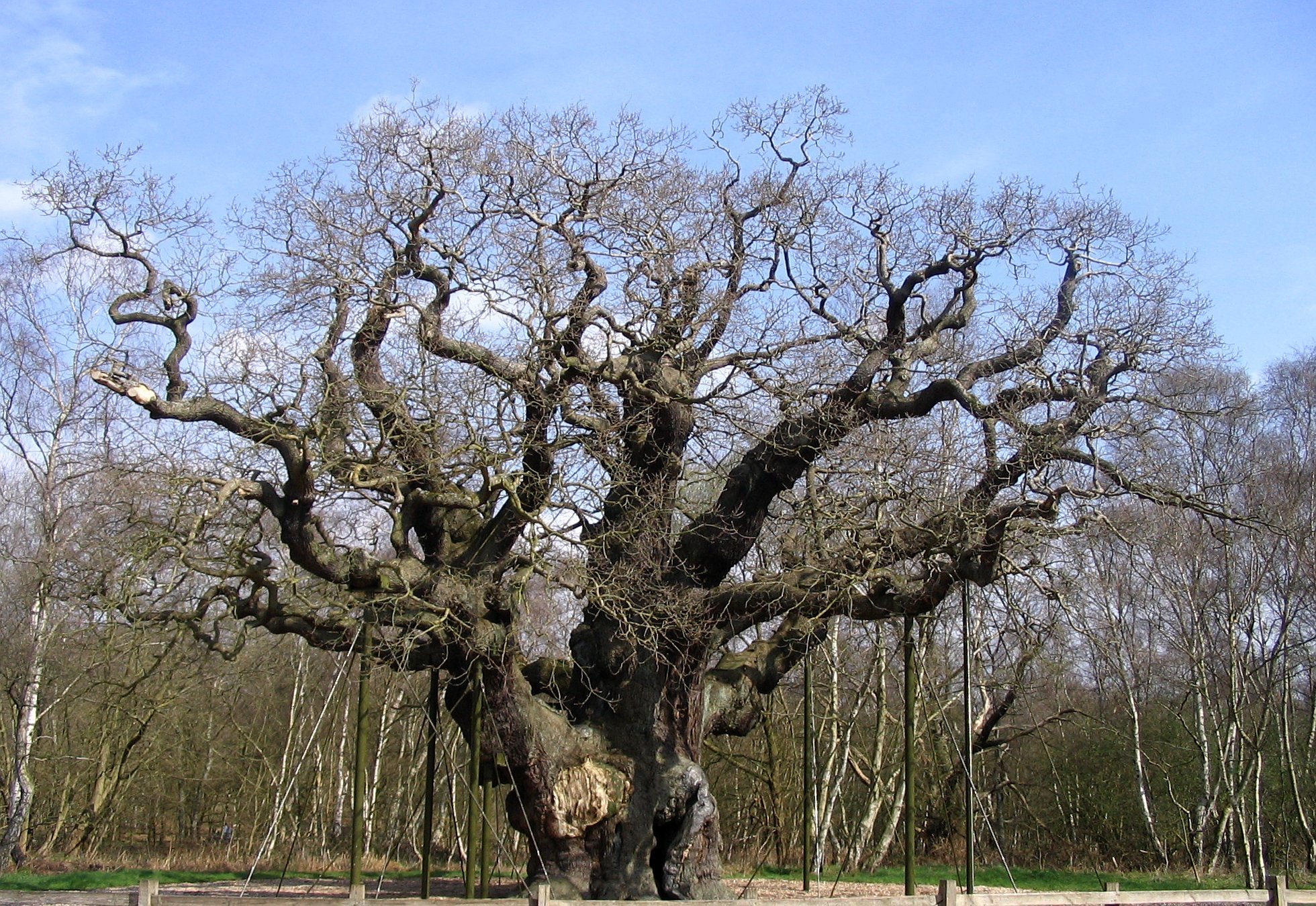 Ядовитый дуб. ЛИМУЗЕНСКИЙ дуб. ЛИМУЗЕНСКИЙ лес дуб. ЛИМУЗЕНСКИЙ дуб Википедия.