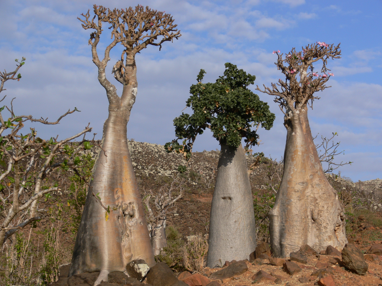 Бутылочное дерево природная зона. Дерево баобаб Австралия. «Адениум тучный Сокотра. Баобаб бутылочное дерево. Бутылочное дерево в Австралии.