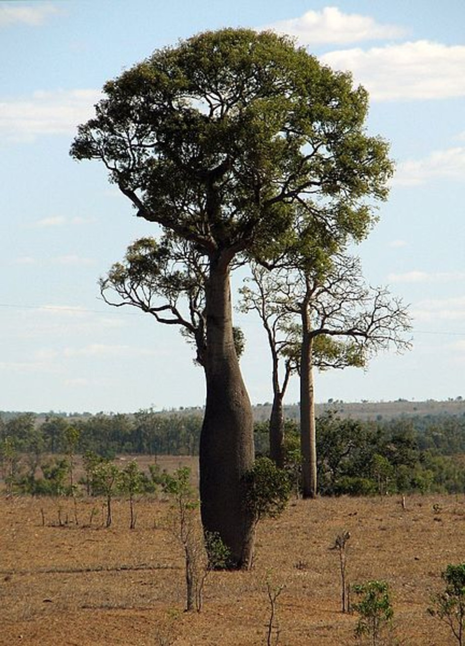 Деревья австралии фото с названиями