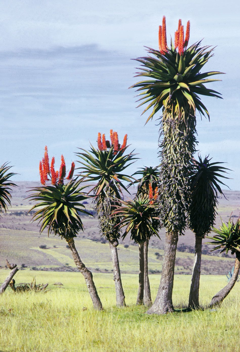 Растения Южной Африки алоэ
