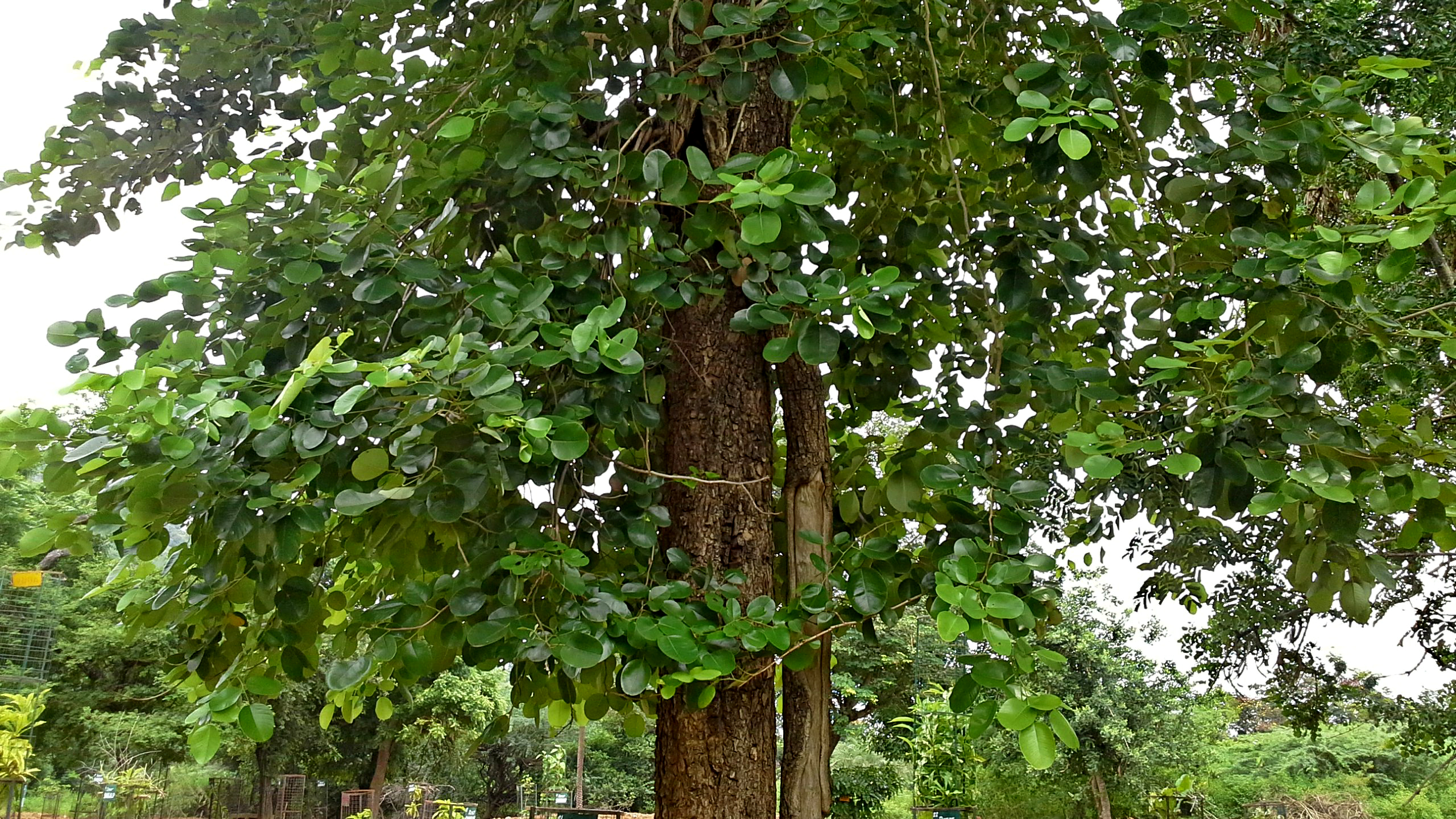 Сантал дерево
