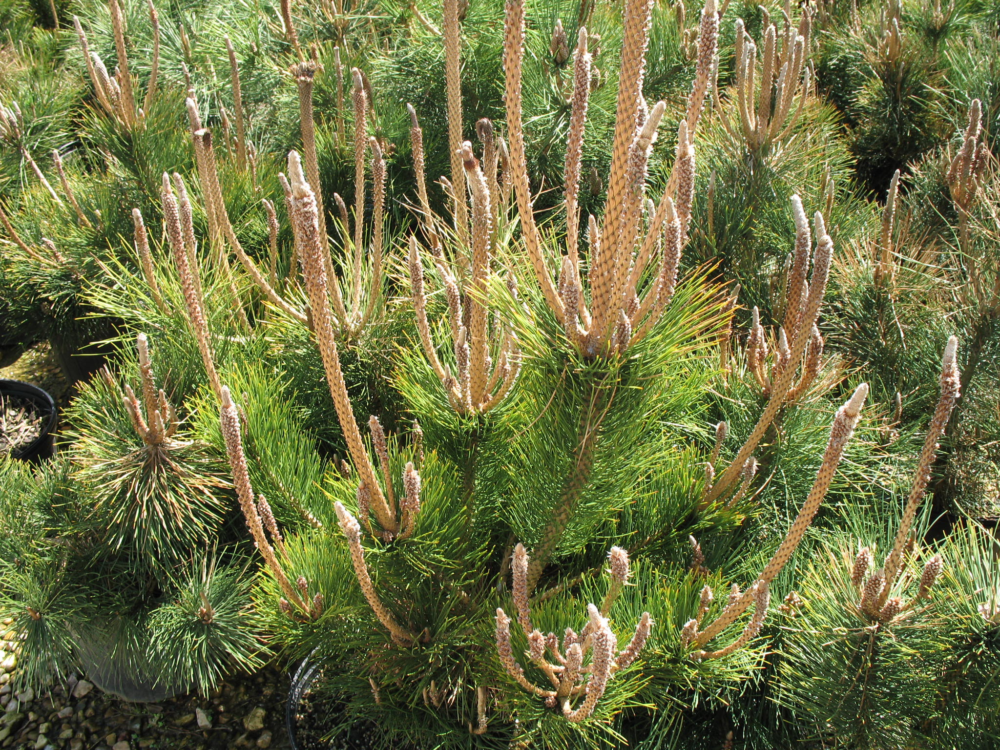 Сосна Тунберга Pinus thunbergii.