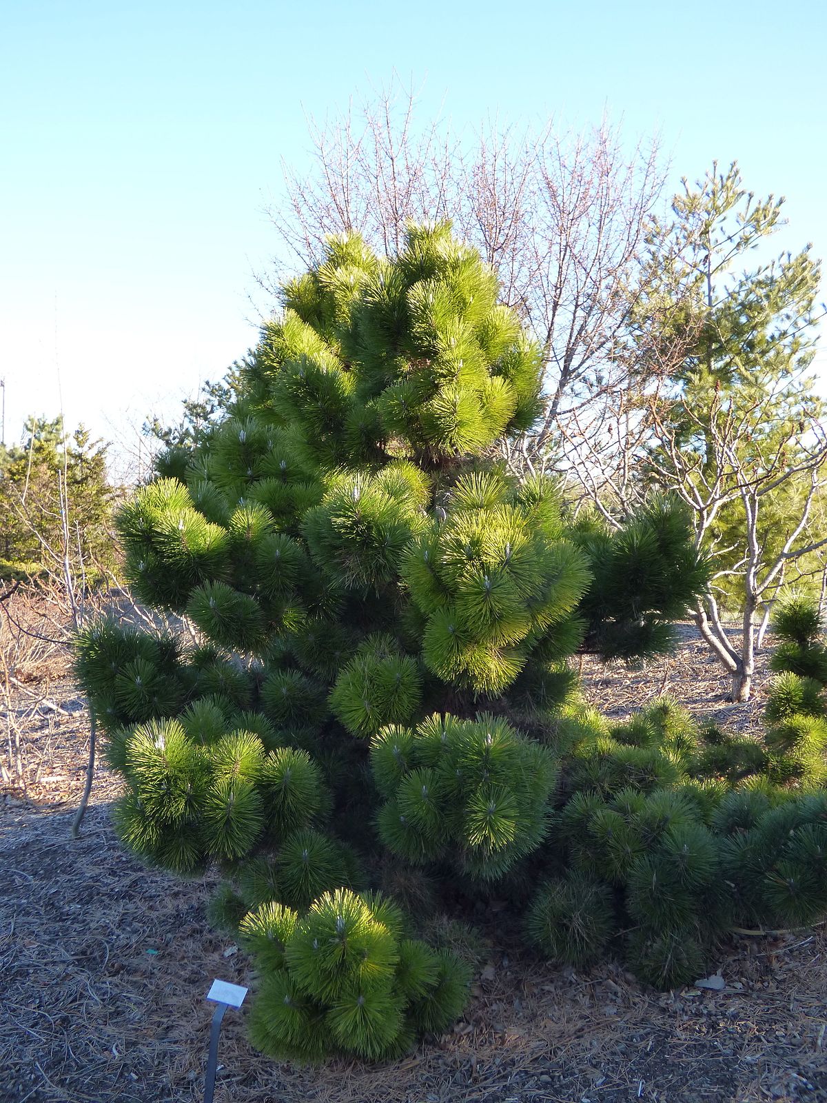 Сосна Тунберга (Pinus thunbergii ogon.
