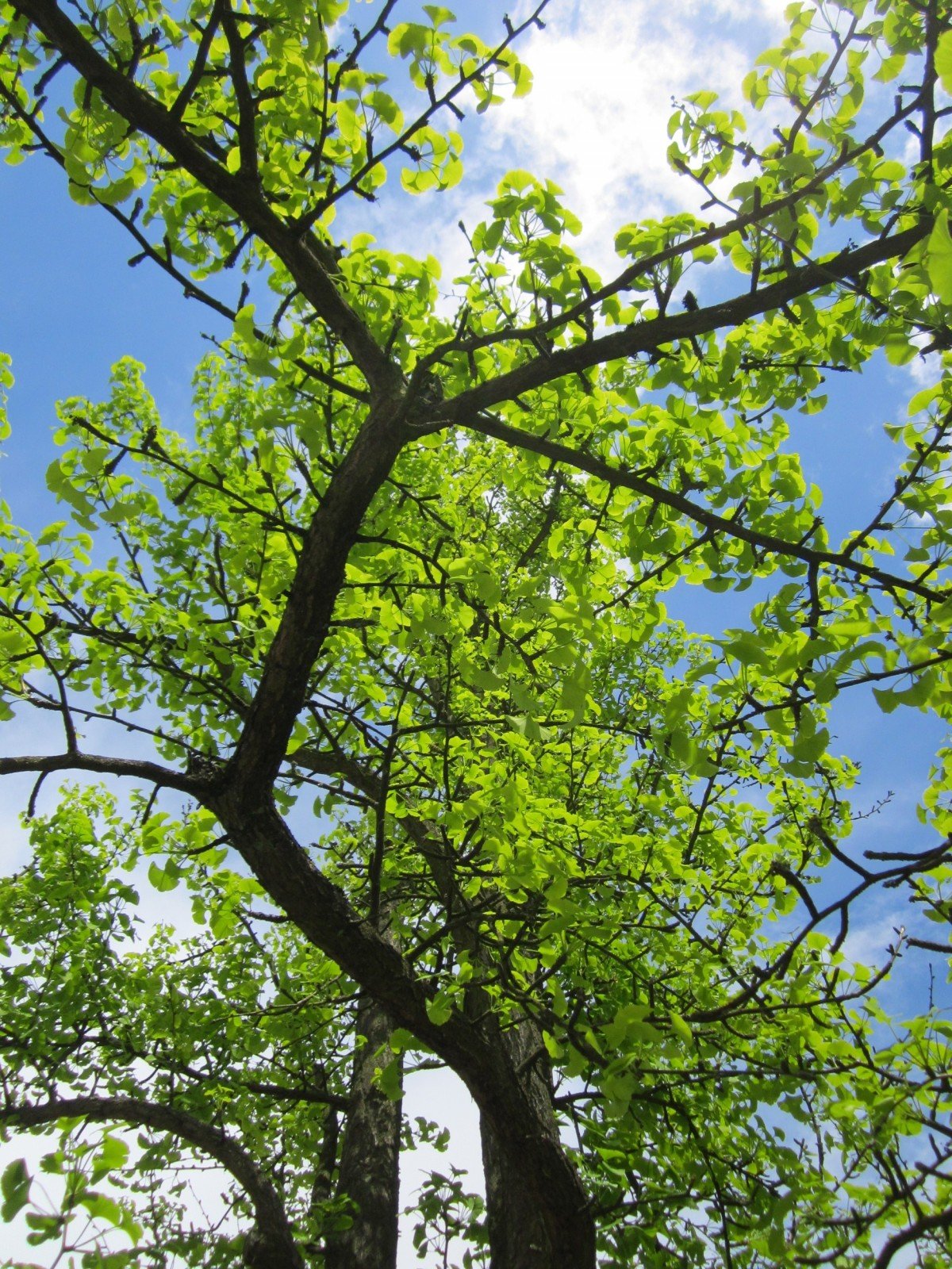 Гинкго двулопастный дерево