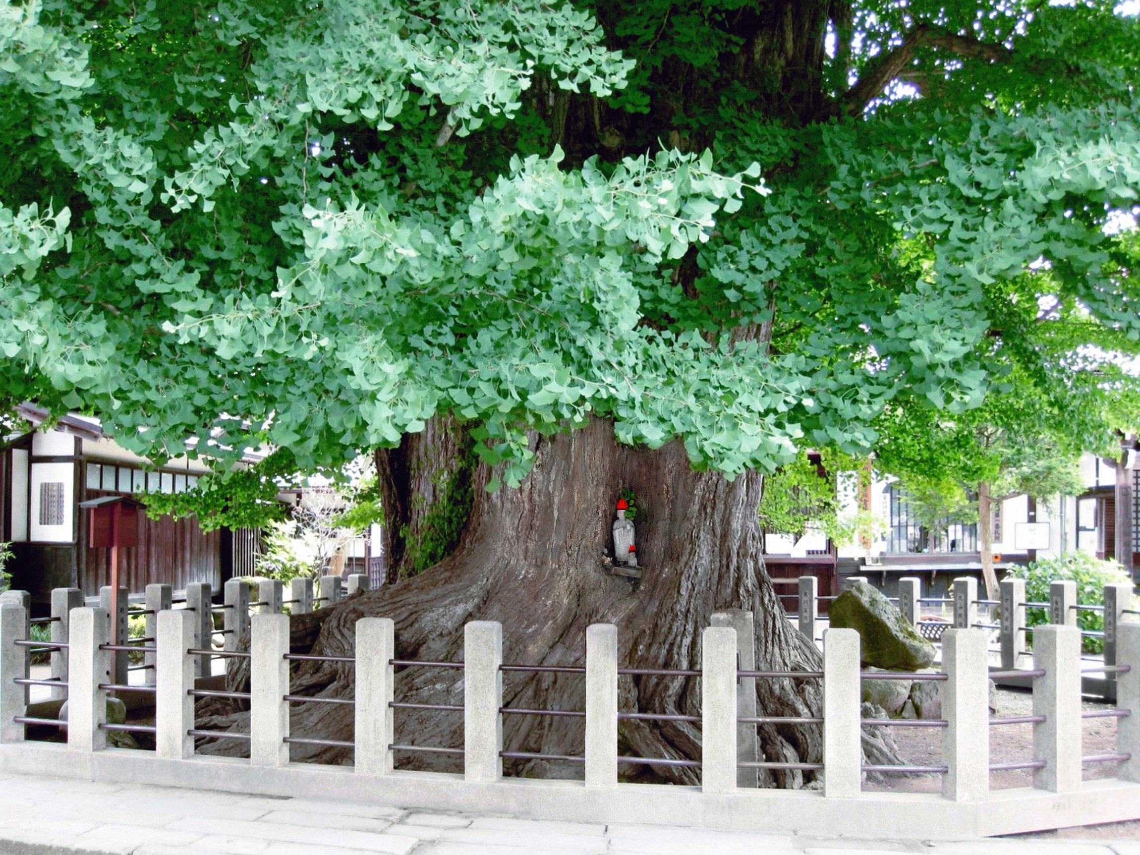 Древнее дерево гинкго
