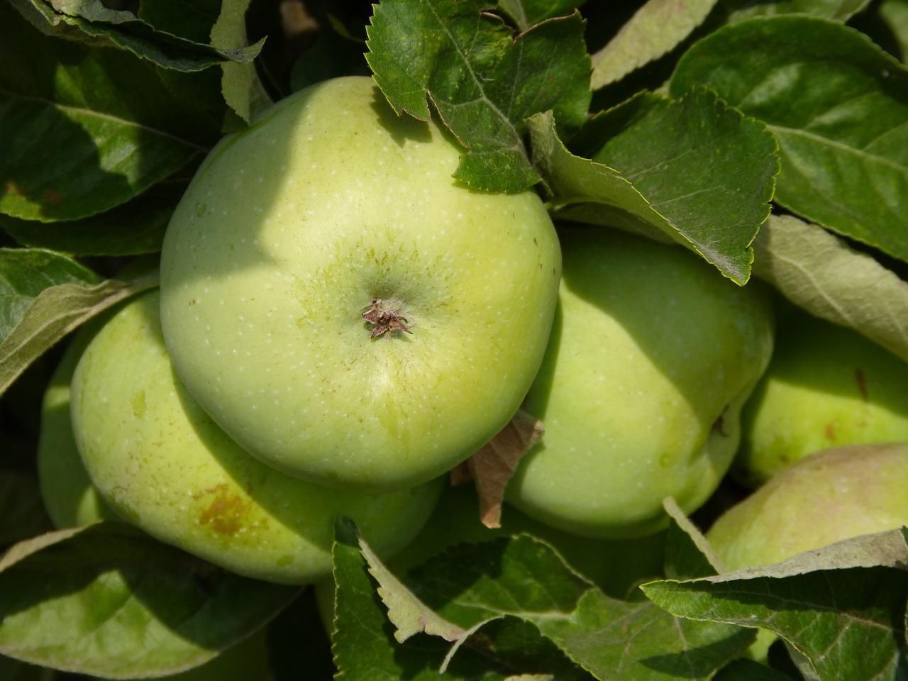 антоновские яблоки картинки