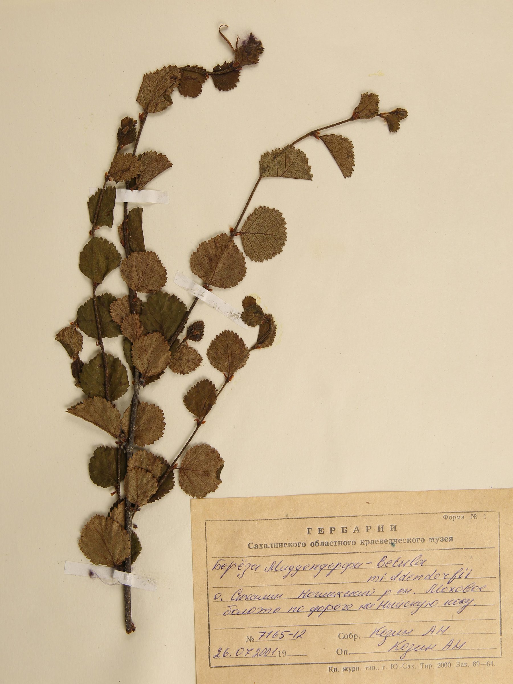 Лист березы гербарий
