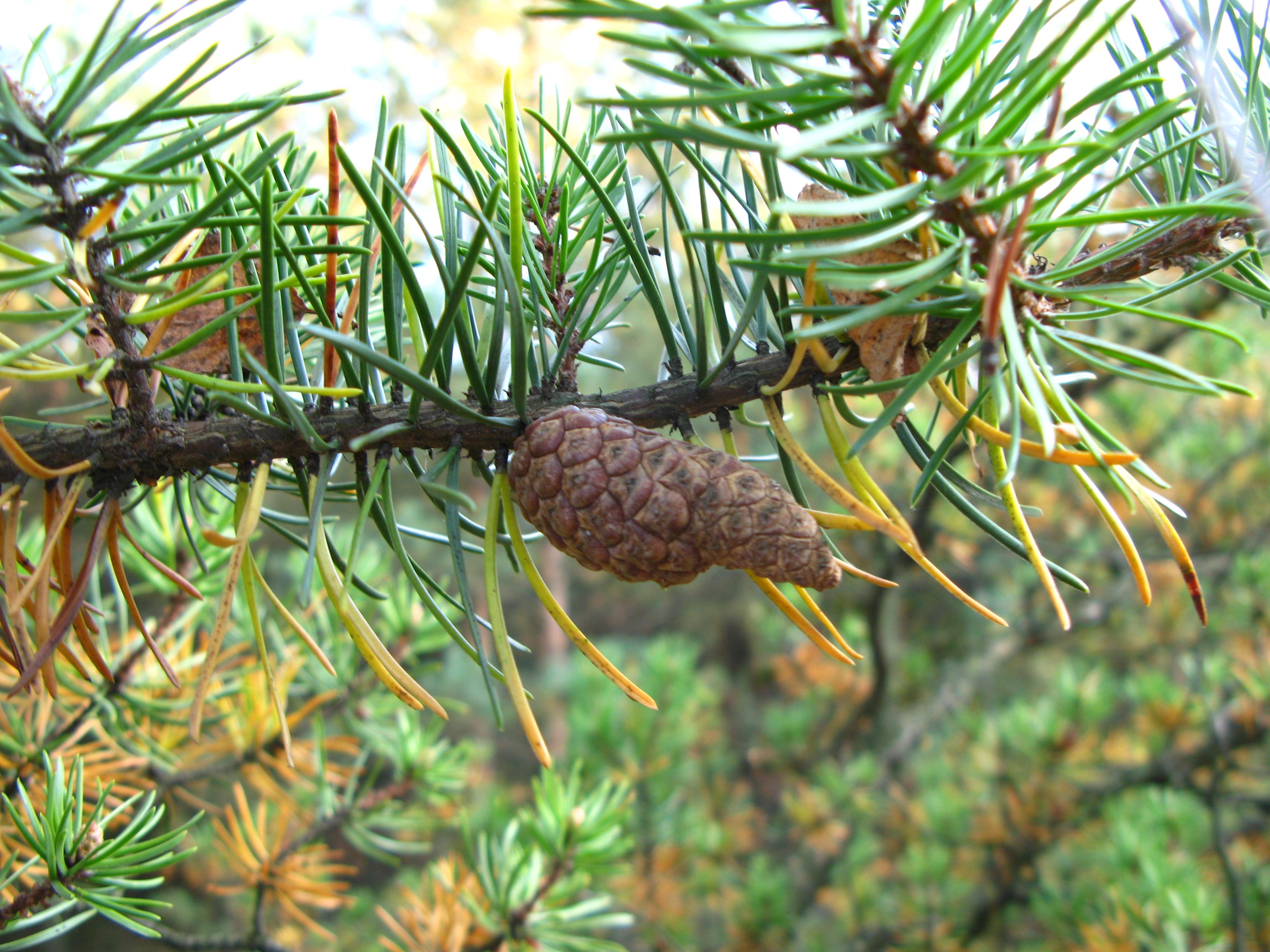 Хвойная 5. Pinus banksiana. Pinus banksiana Horak. Pinus banksiana Pospišil. Джек сосна.