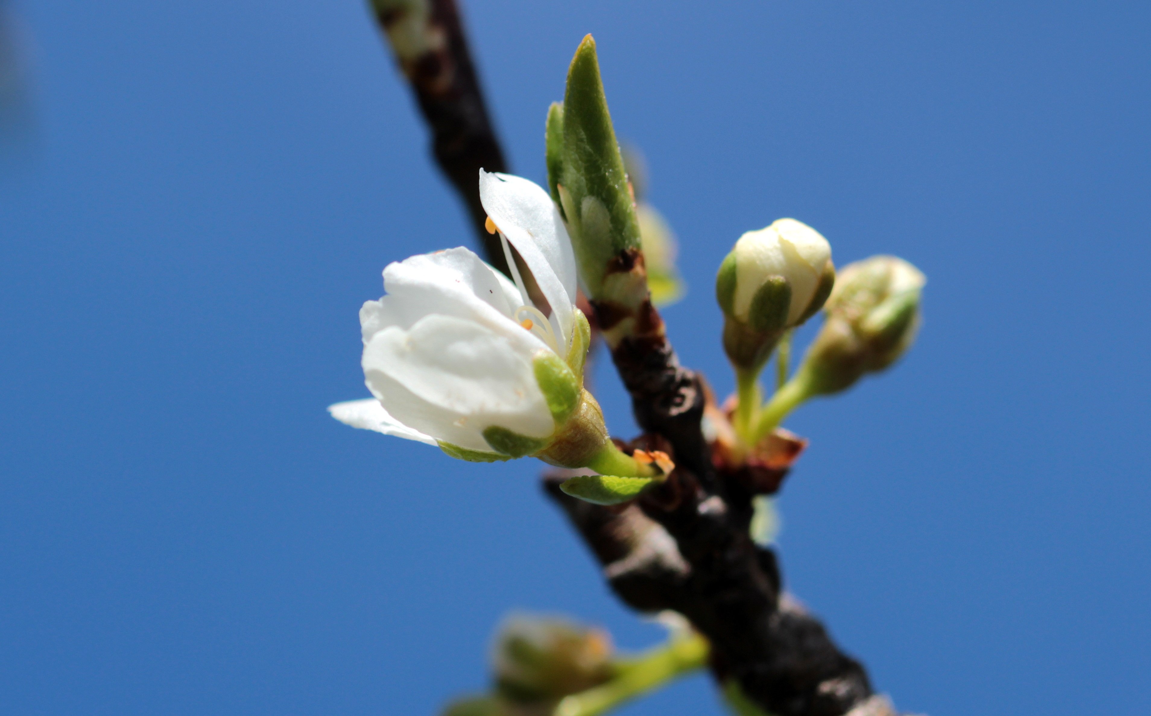 Blooming blossom. Распускание почек вишня. Prunus domestica Blossom.
