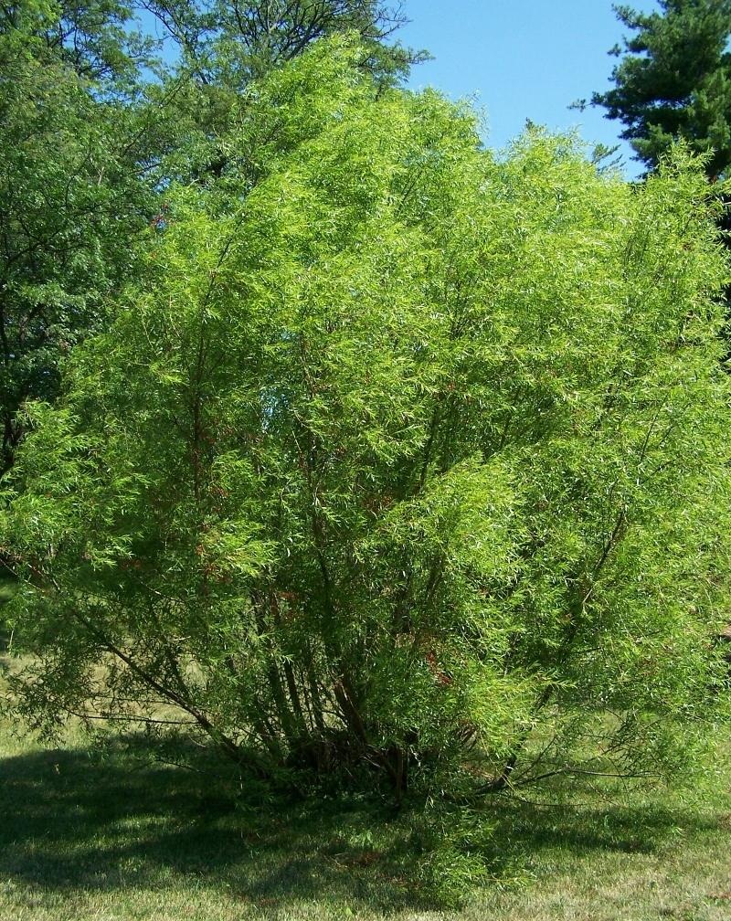 Ракита дерево фото как выглядит