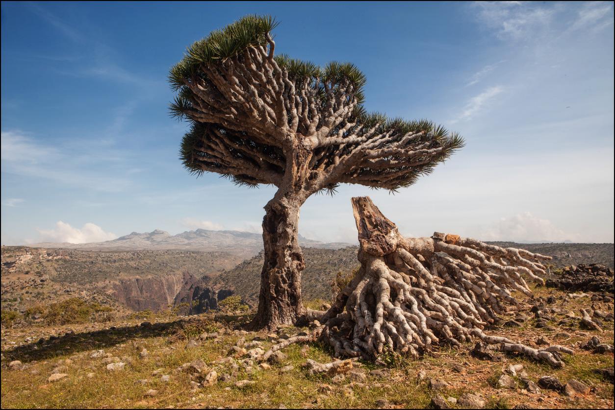 Драконовые деревья на острове Сокотра Йемен