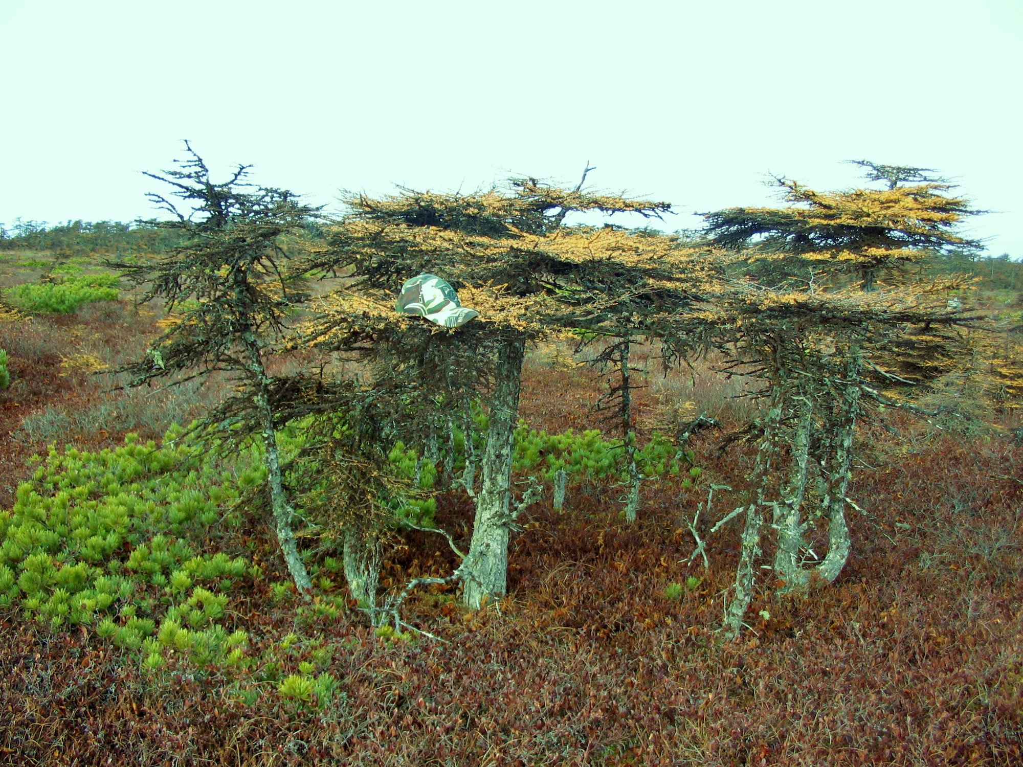 Карликовые деревья в тундре