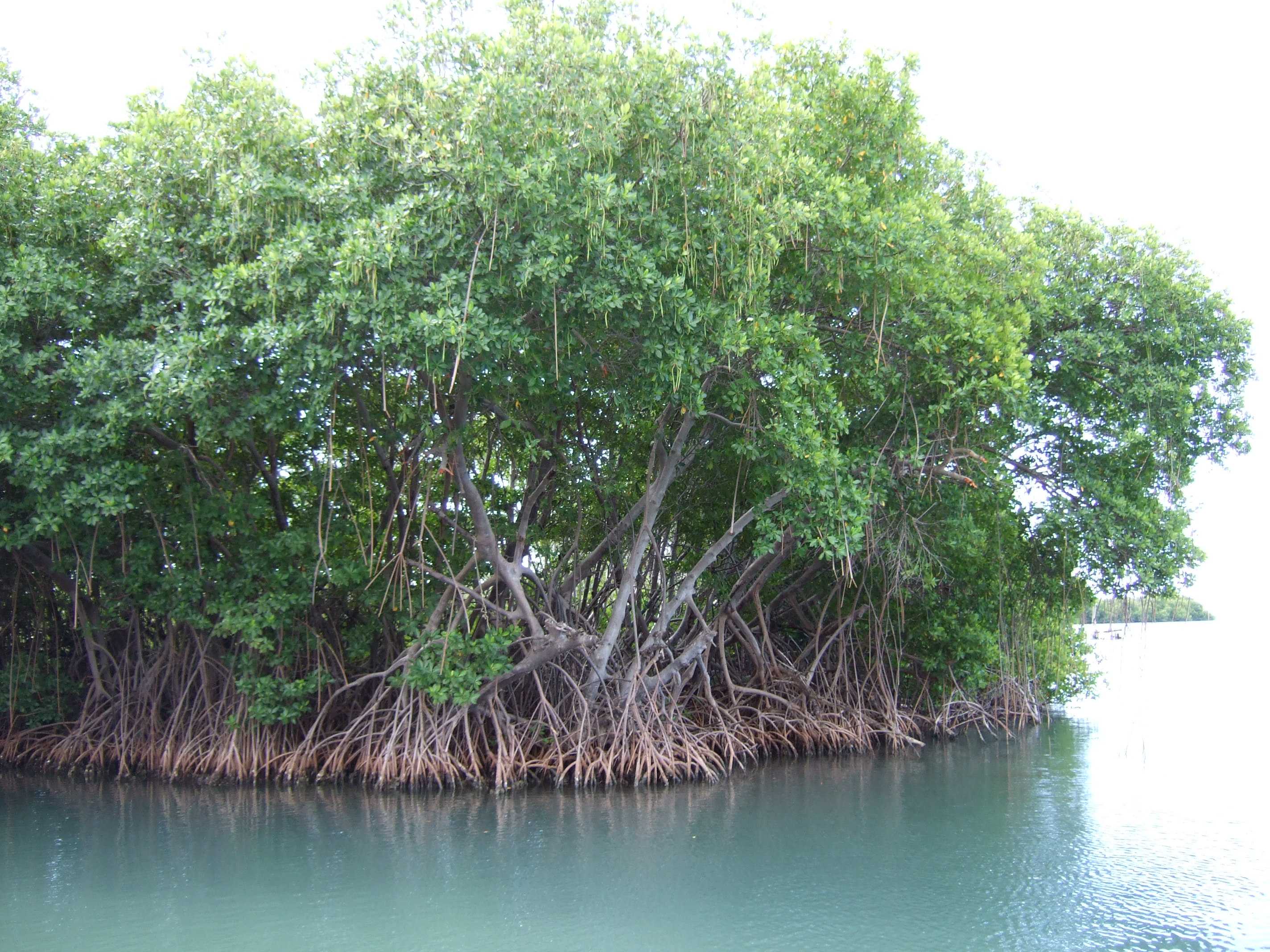 Эти деревья живут в соленой воде. Мангровые заросли Австралии. Мангровые леса Бали. Мангровые заросли Куба. Растения Австралии мангры.