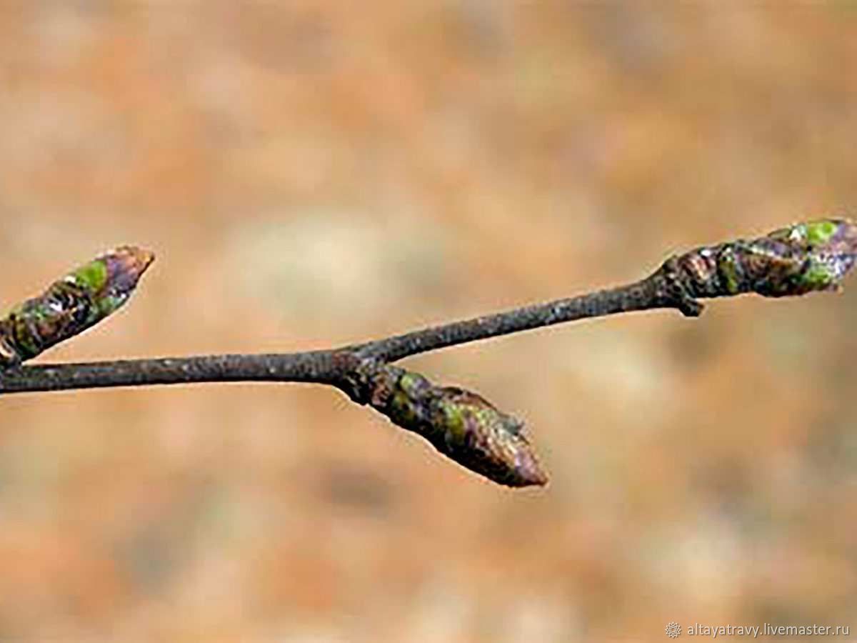 Betula japonica почки