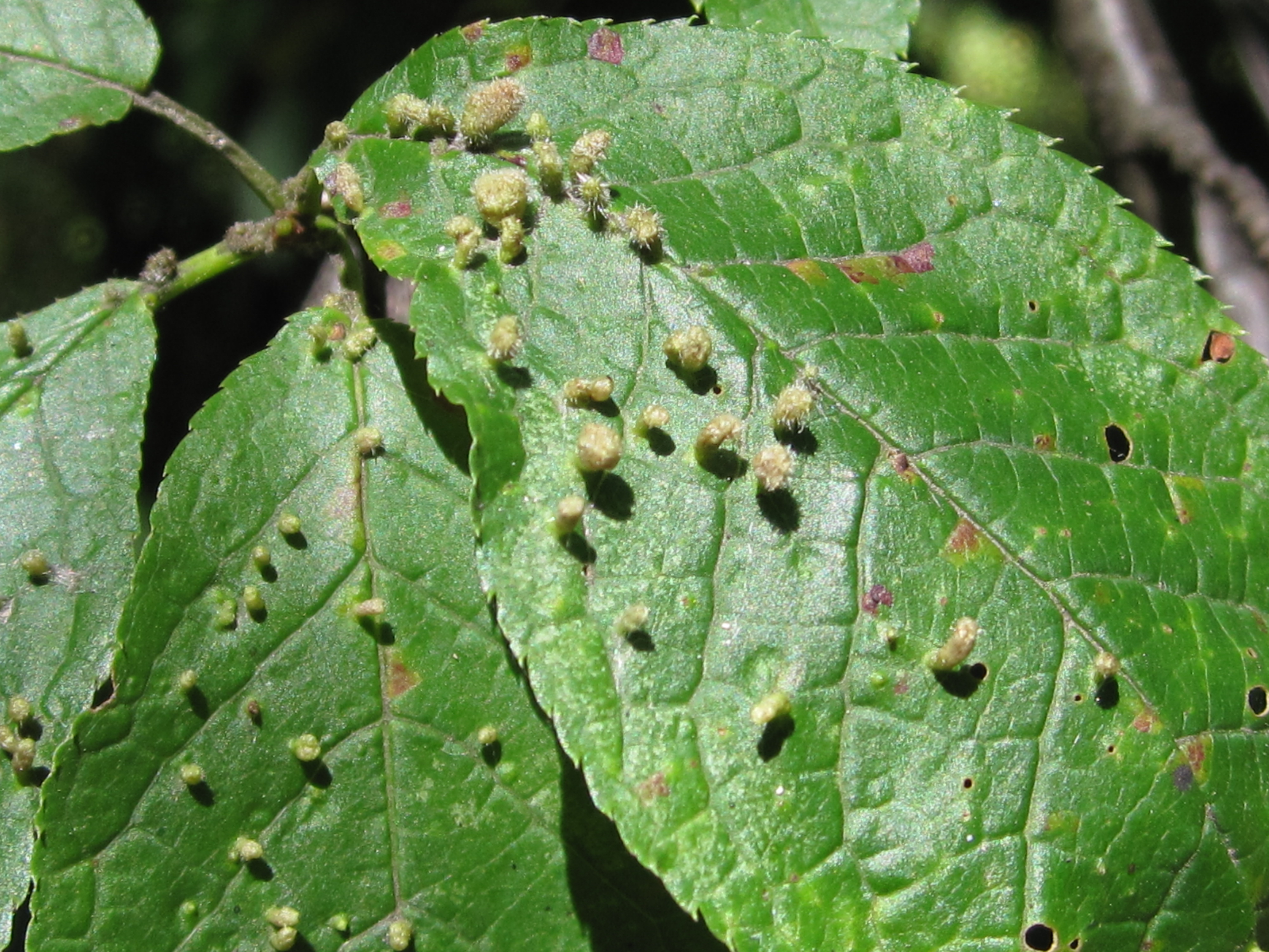 Вредители груши на листьях описание и фото