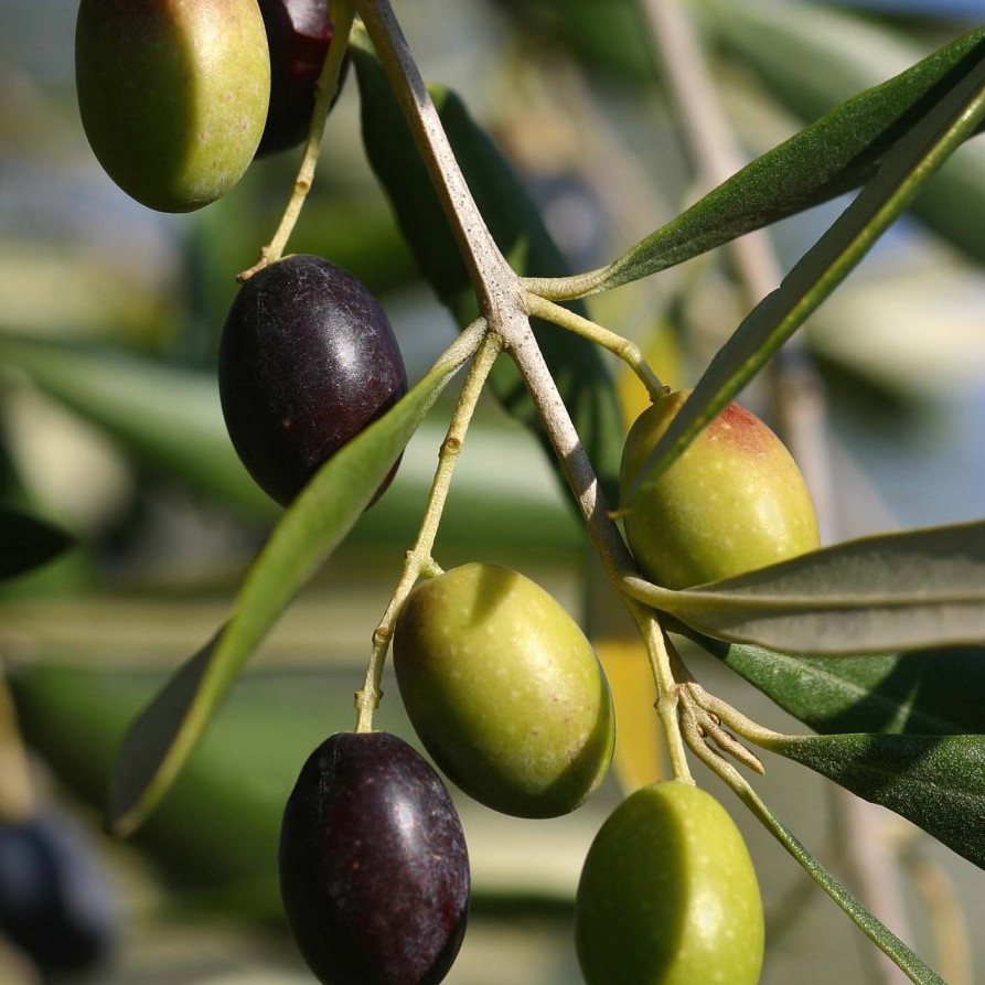 Лавролистная маслина