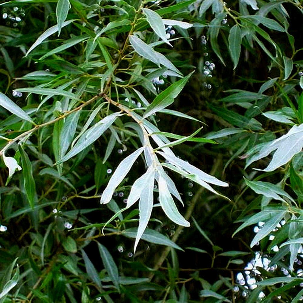 Дерево похожее на иву. Ива белая (Salix Alba). Ива белая Аргентеа. Ива белая бритценская Salix Alba britzensis.