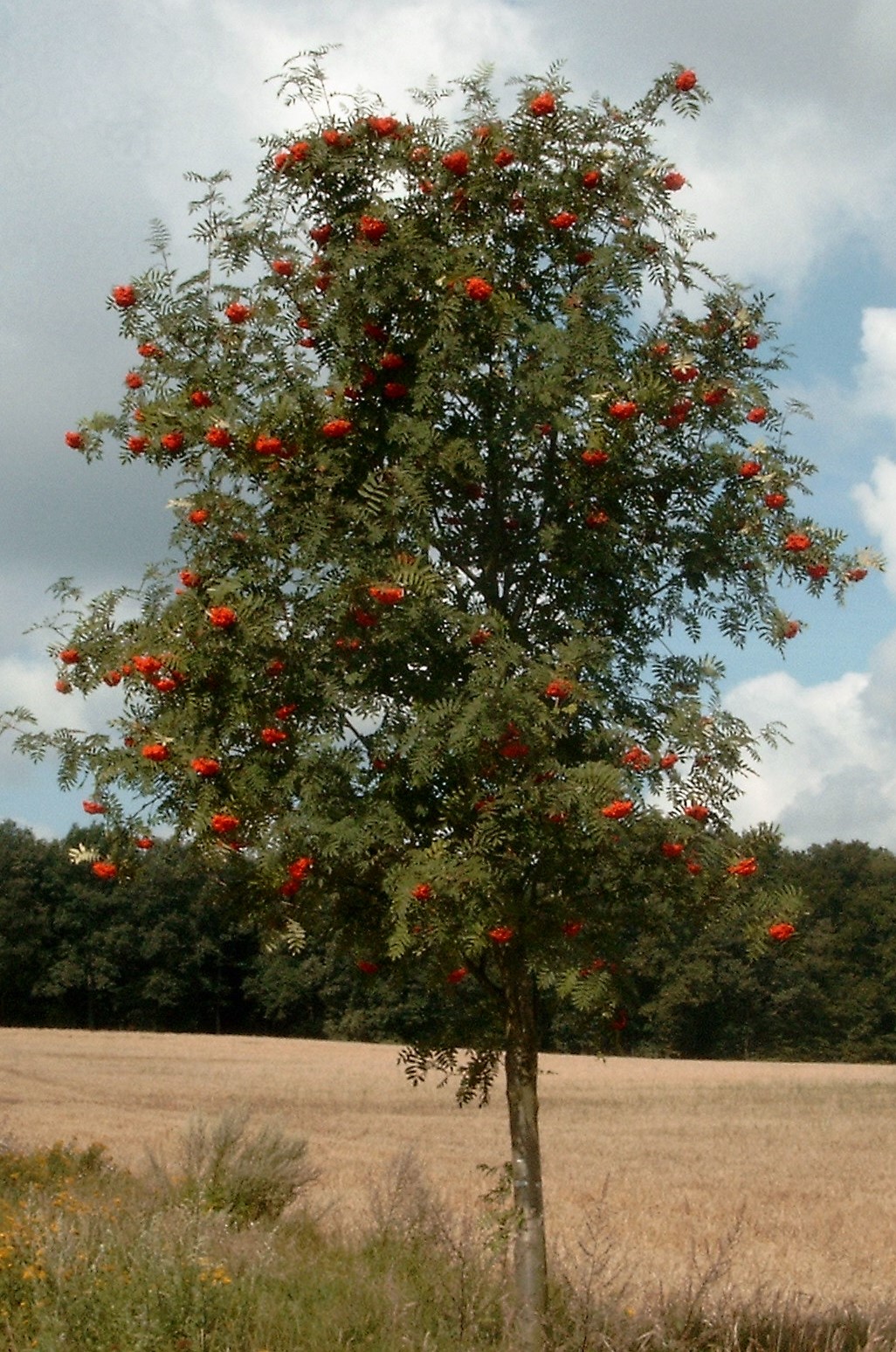 Sorbus aucuparia дерево