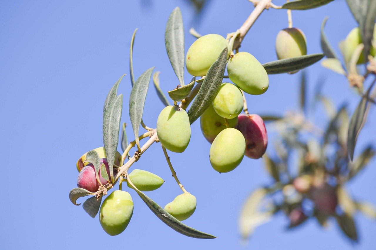 Олива европейская маслина