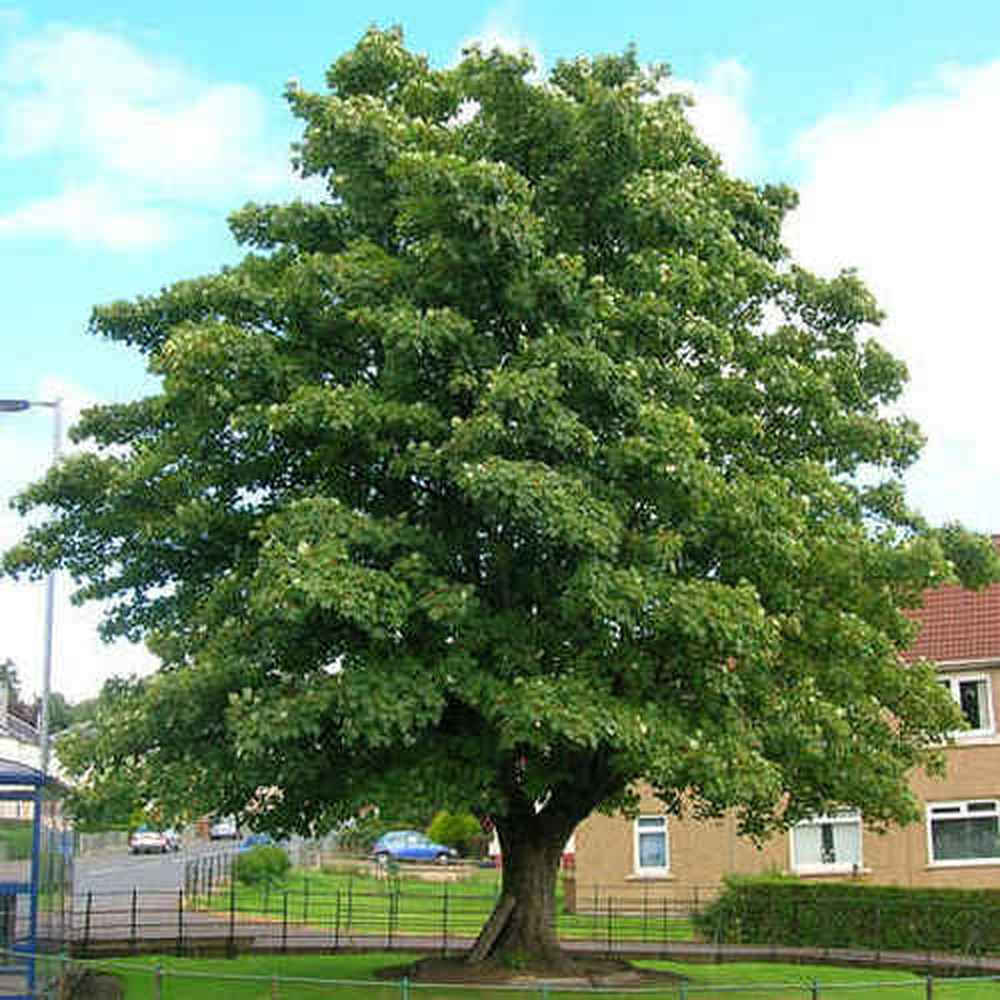 Acer pseudoplatanus дерево