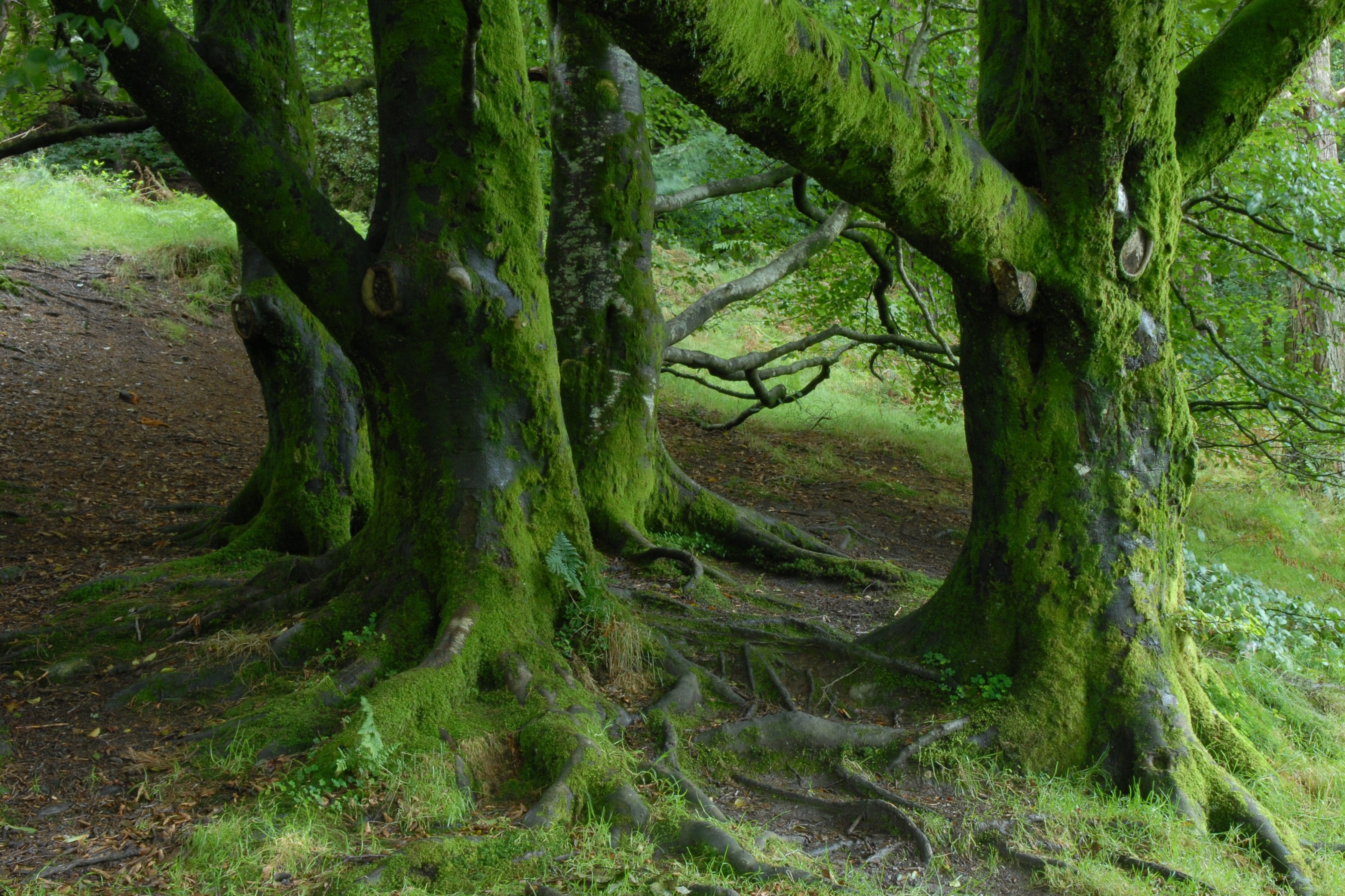 Кэрсивин Ирландия лес
