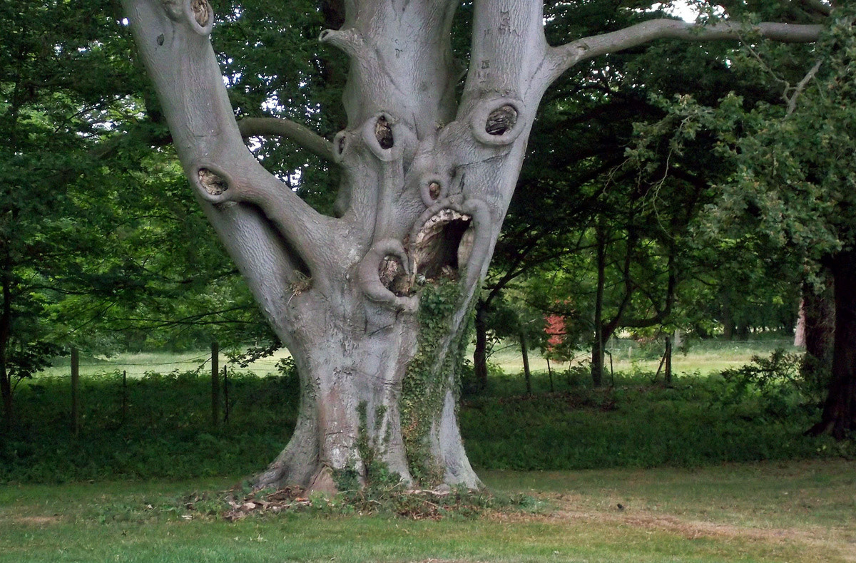 Самый большой дуб в мире