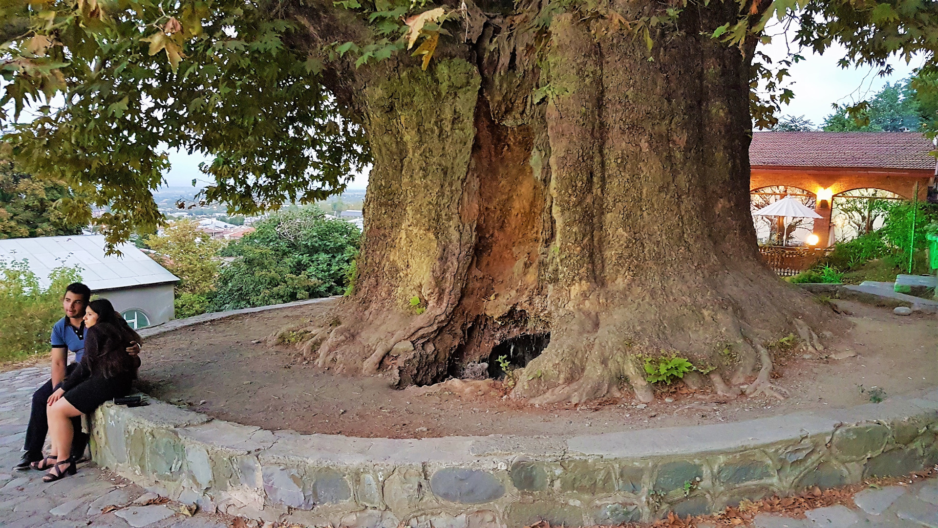 Это был огромный дуб. Румскулла дуб. Дуб парк Фредвилл, Нонингтон, Великобритания. Апшатнерский дуб. Запорожский дуб 700 лет.