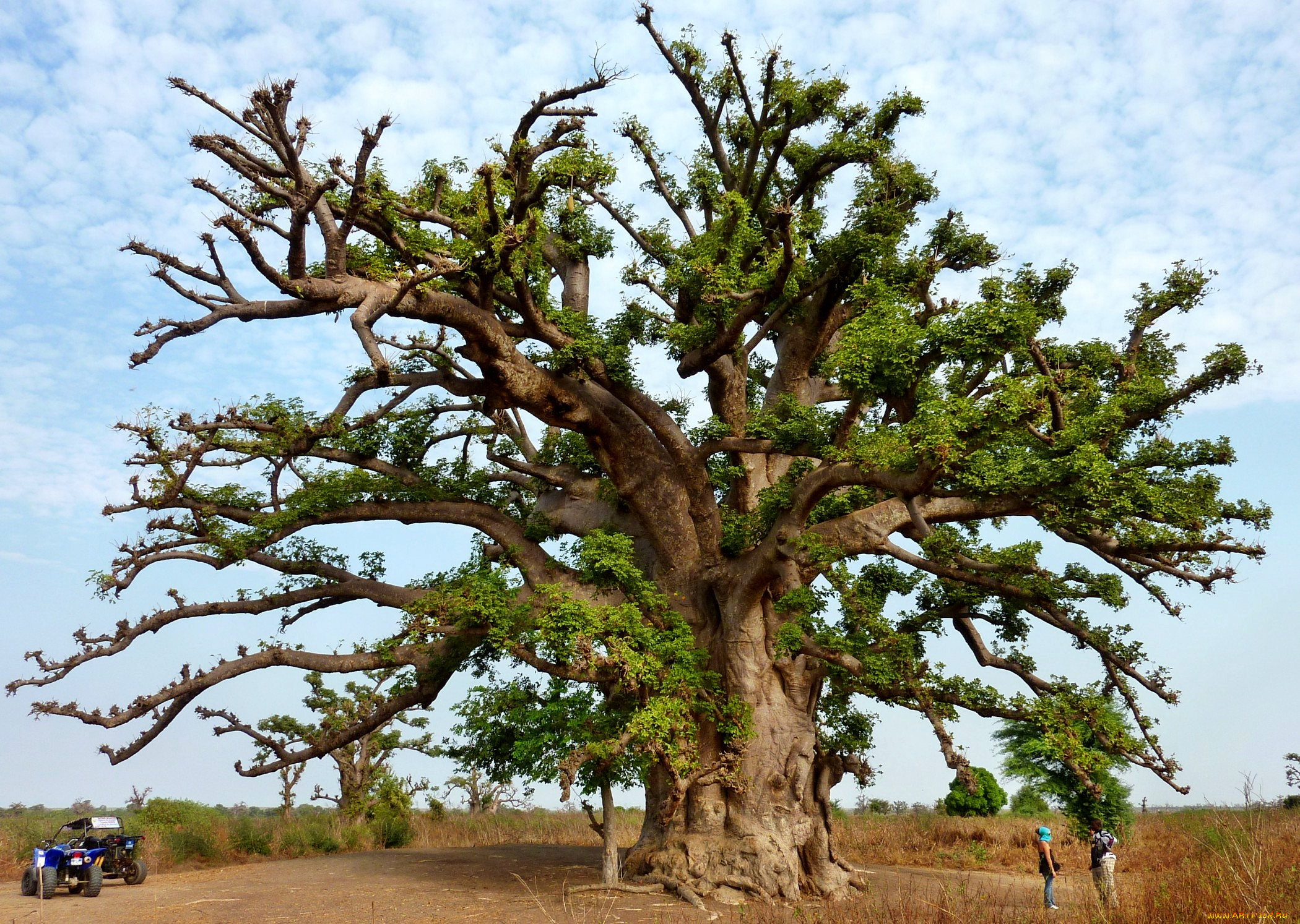 Самое высокое дерево в мире баобаб