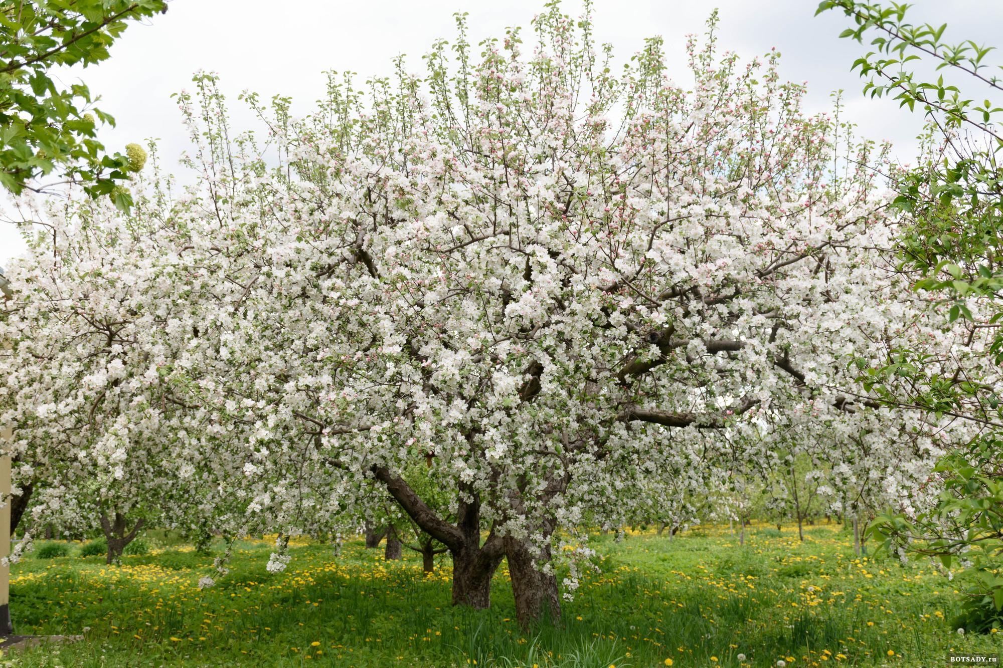 Яблоня в цвету фото дерева