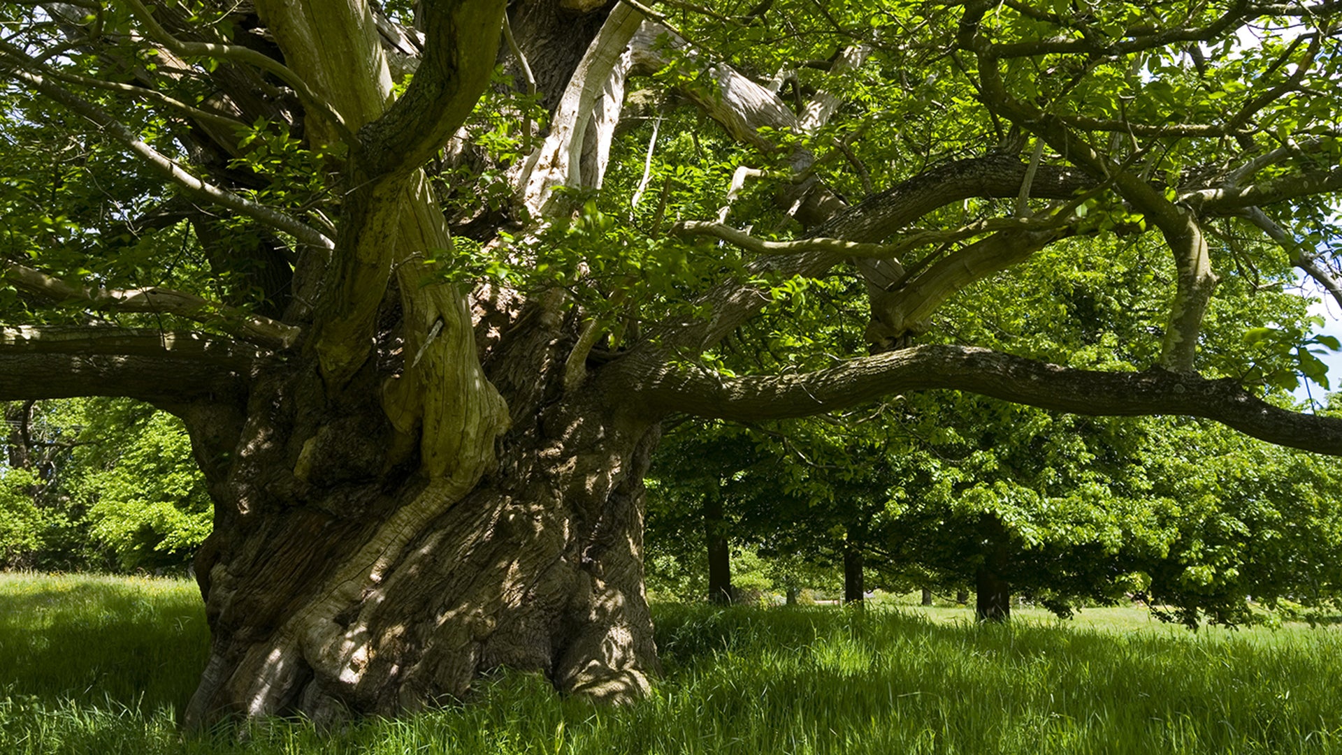 Жизнь дерева дуба. Дуб черешчатый Дубрава. Дуб парк Фредвилл, Нонингтон, Великобритания. Румскулла дуб. Дуб черешчатый липа.