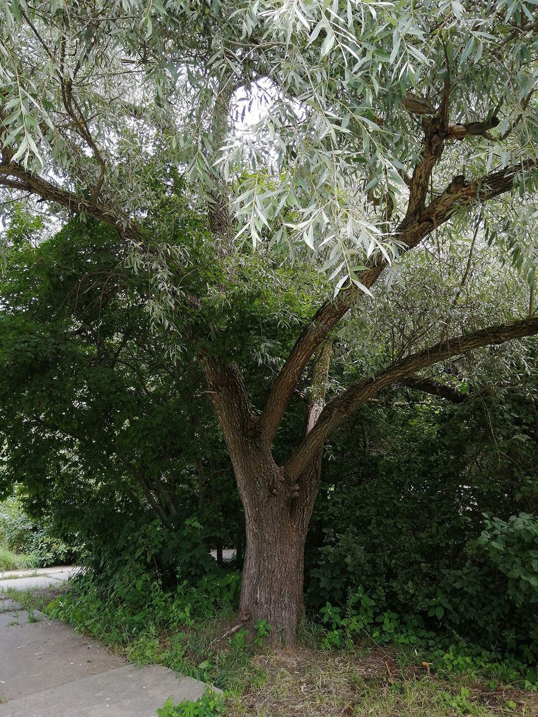 Ива белая, серебристая, ветла (Salix Alba)
