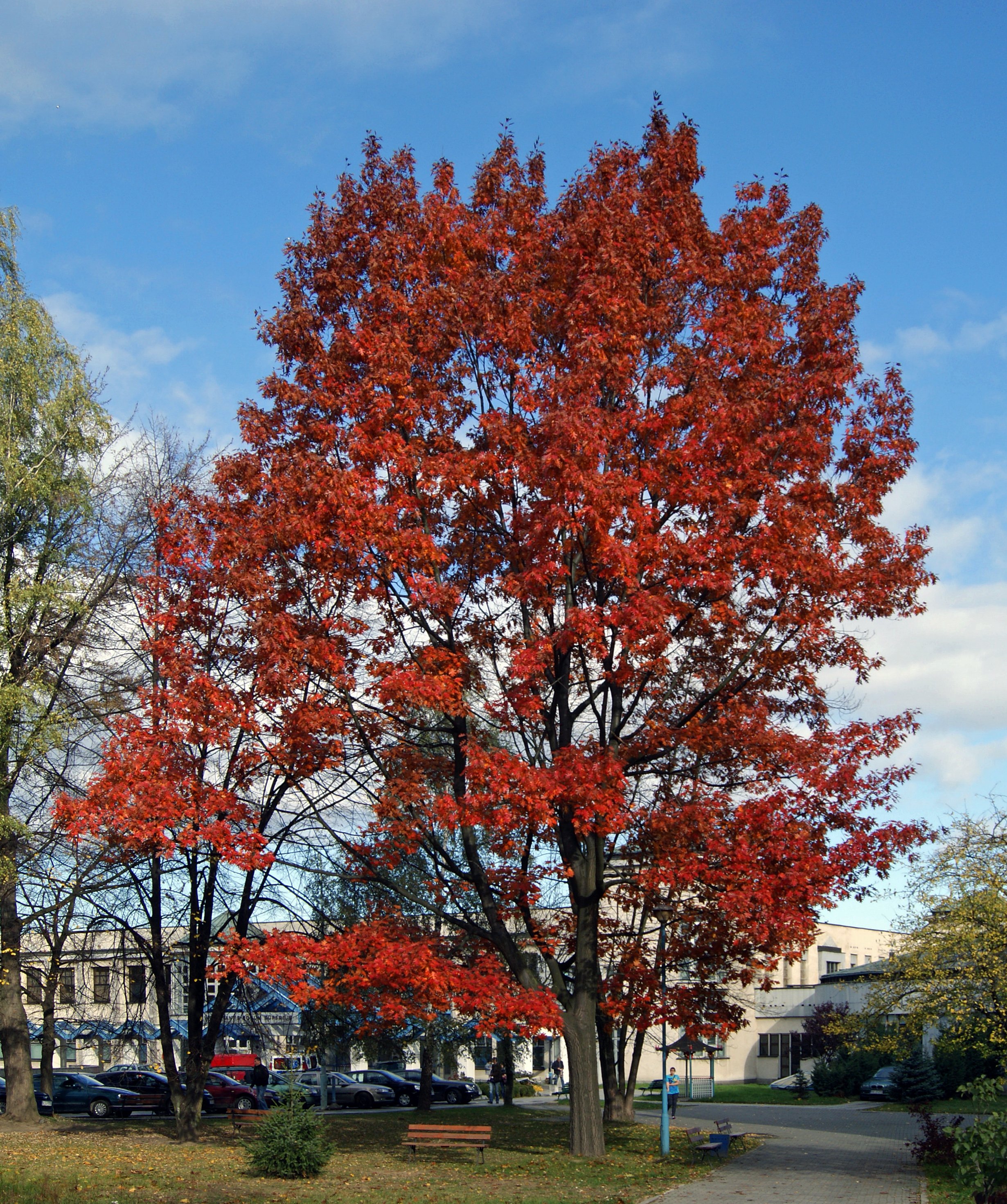 Красные деревья названия и фото. Дуб красный Quercus rubra. Канадский остролистный дуб. Дуб красный, Северный Quercus rubra. Дуб красный (канадский, остролистный).