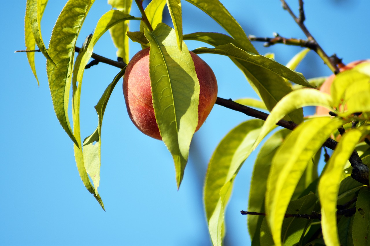 Персик с листочком