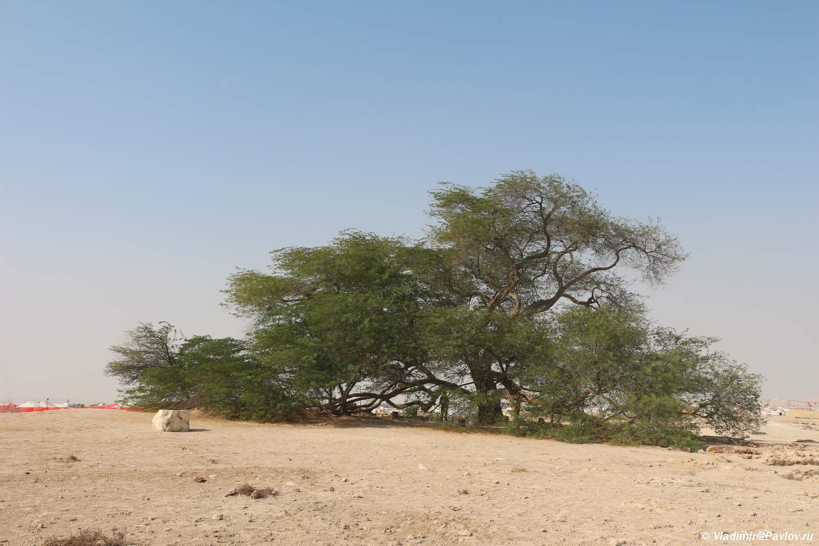 Мескитовое дерево Бахрейн
