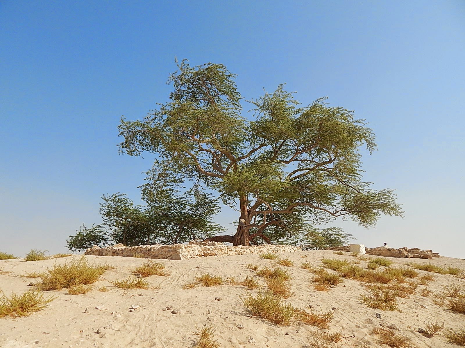 Дерево жизни Бахрейн