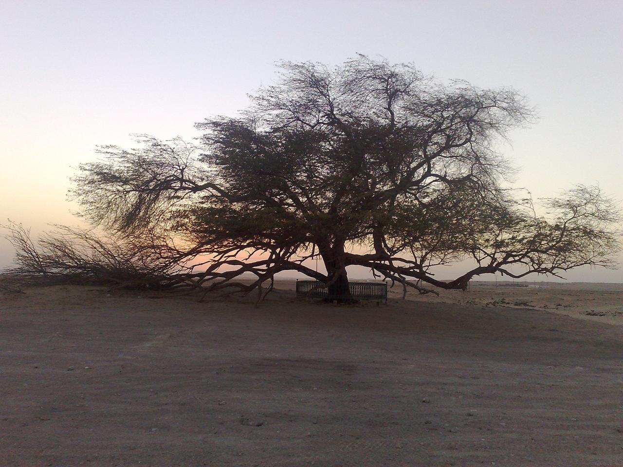 Мескитовое дерево Бахрейн