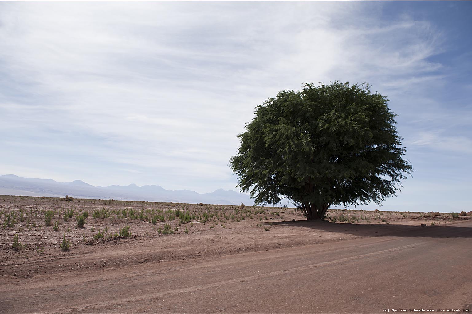 Пустыня Атакама деревья